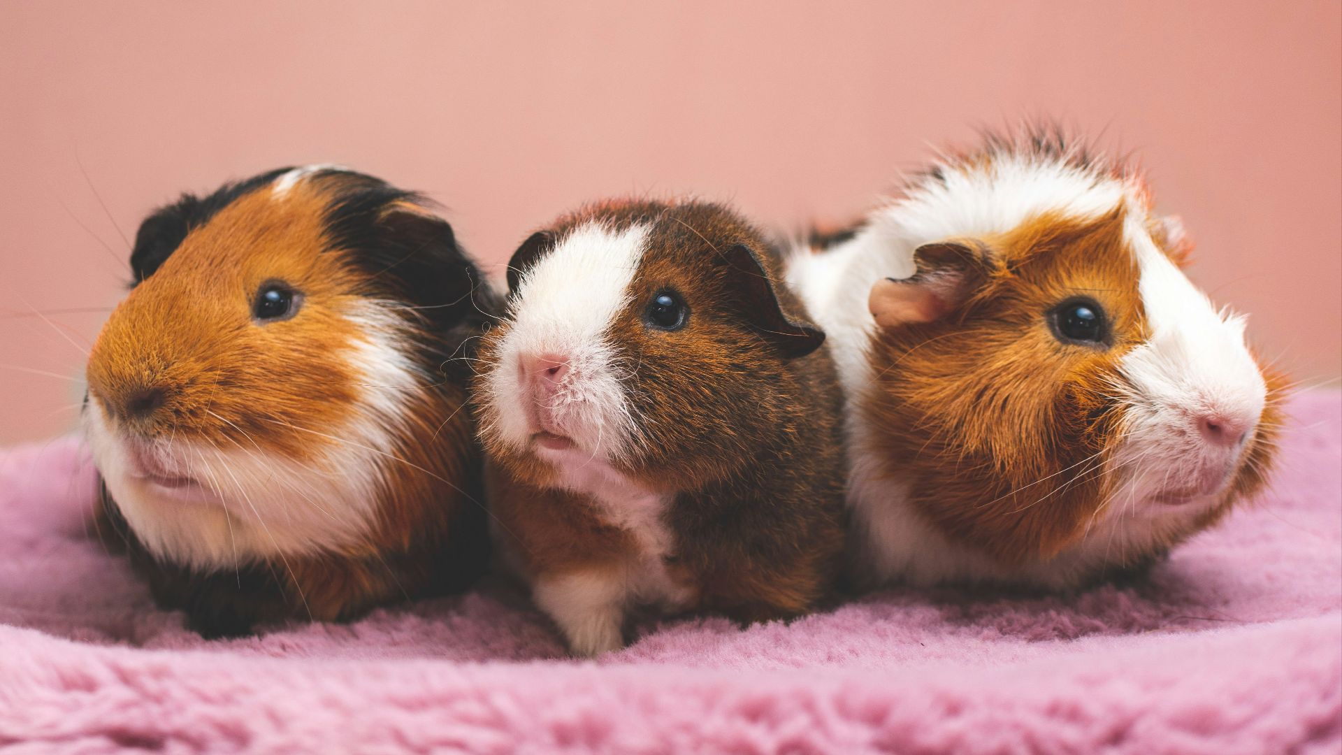 brown and white guinea pig on pink textile