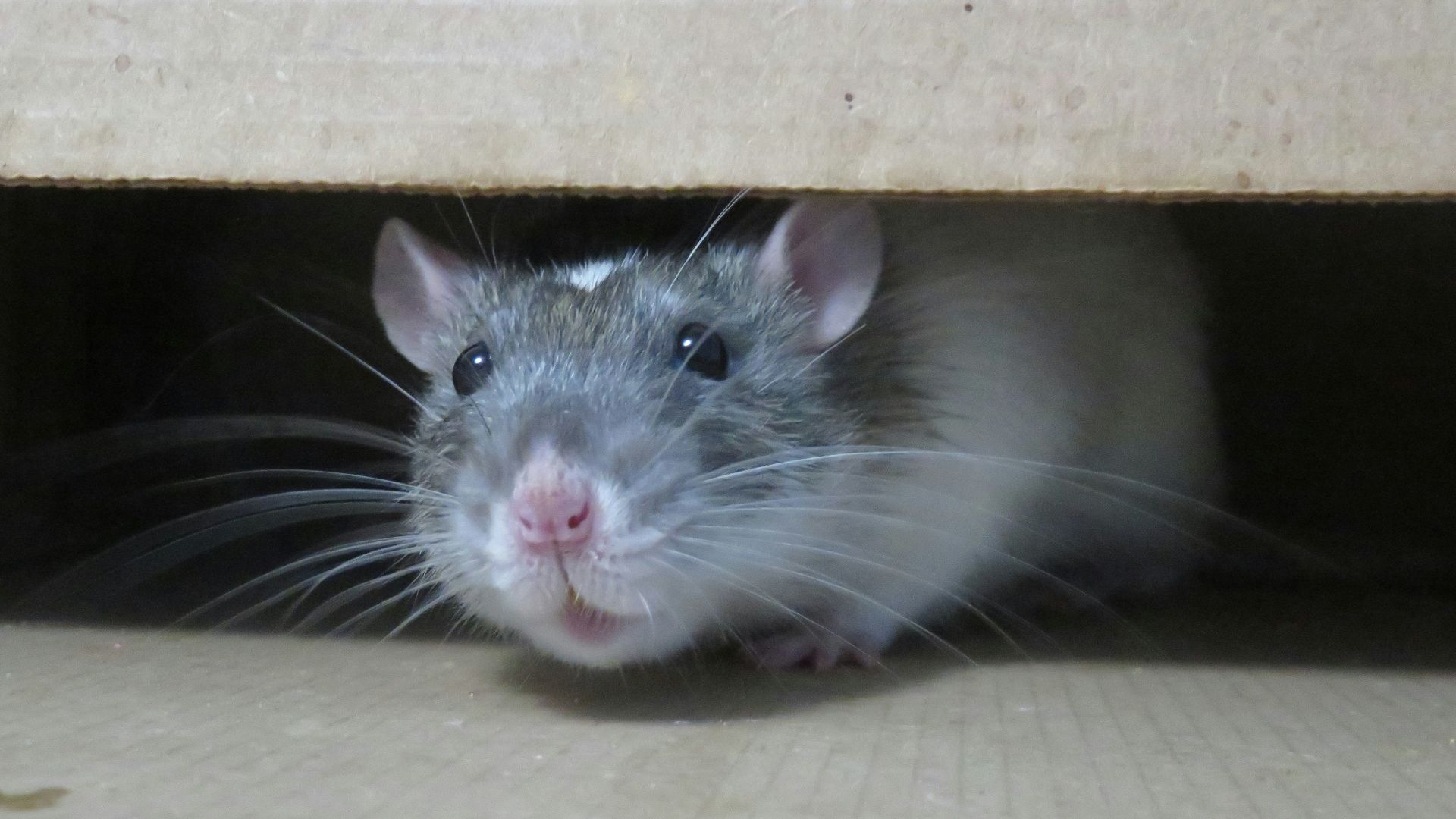 white mouse on brown cardboard box