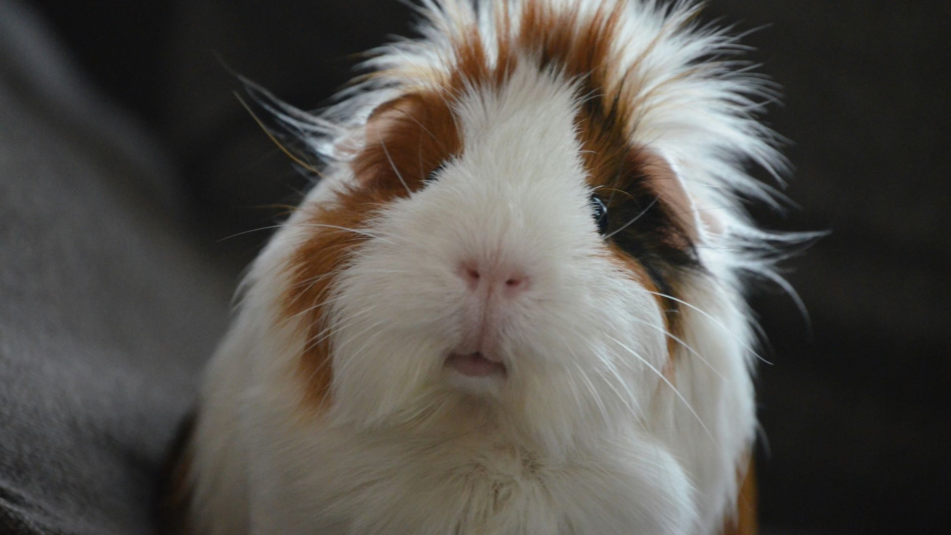 medium coated white and brown animal