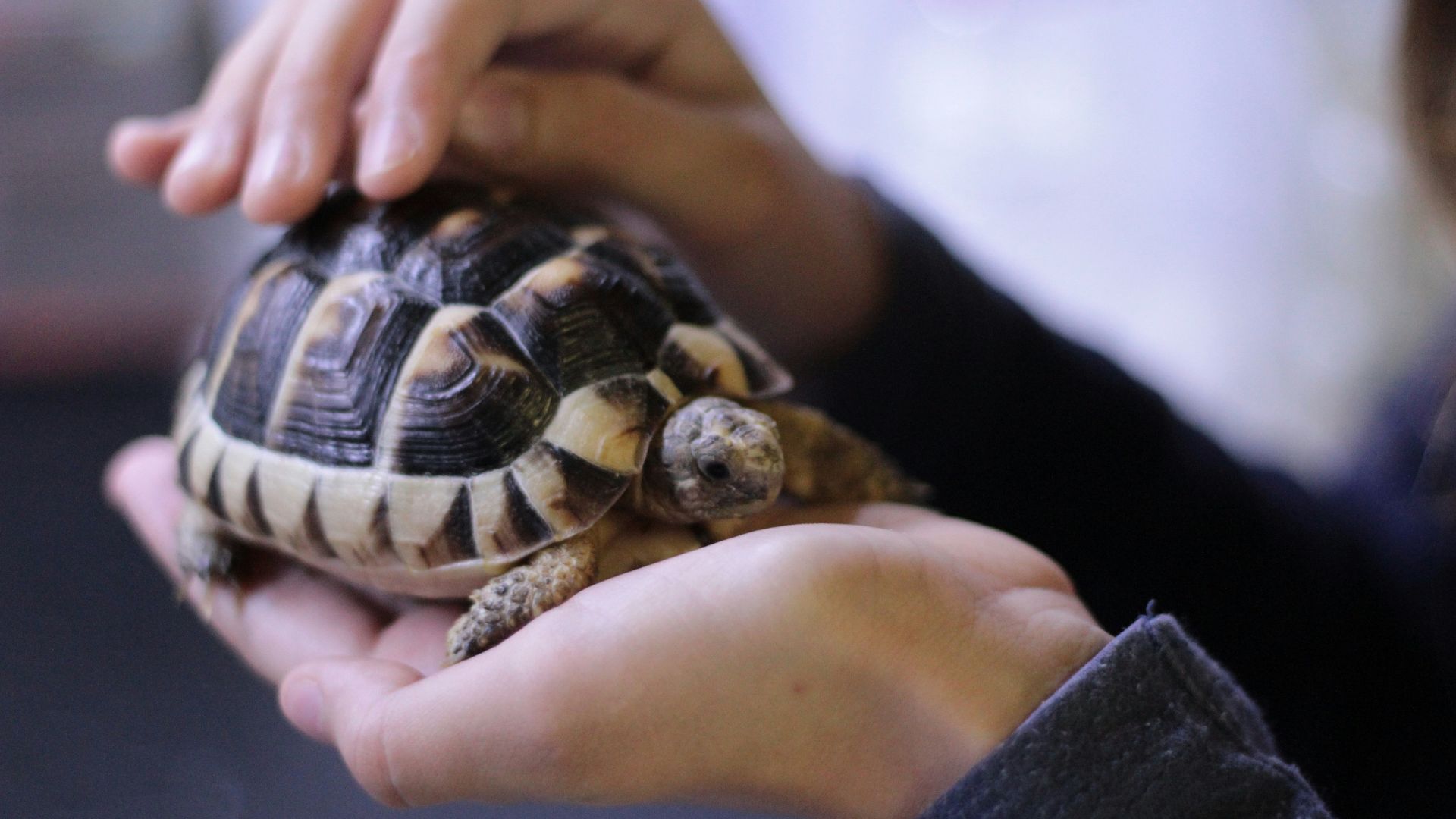 person holding turtle