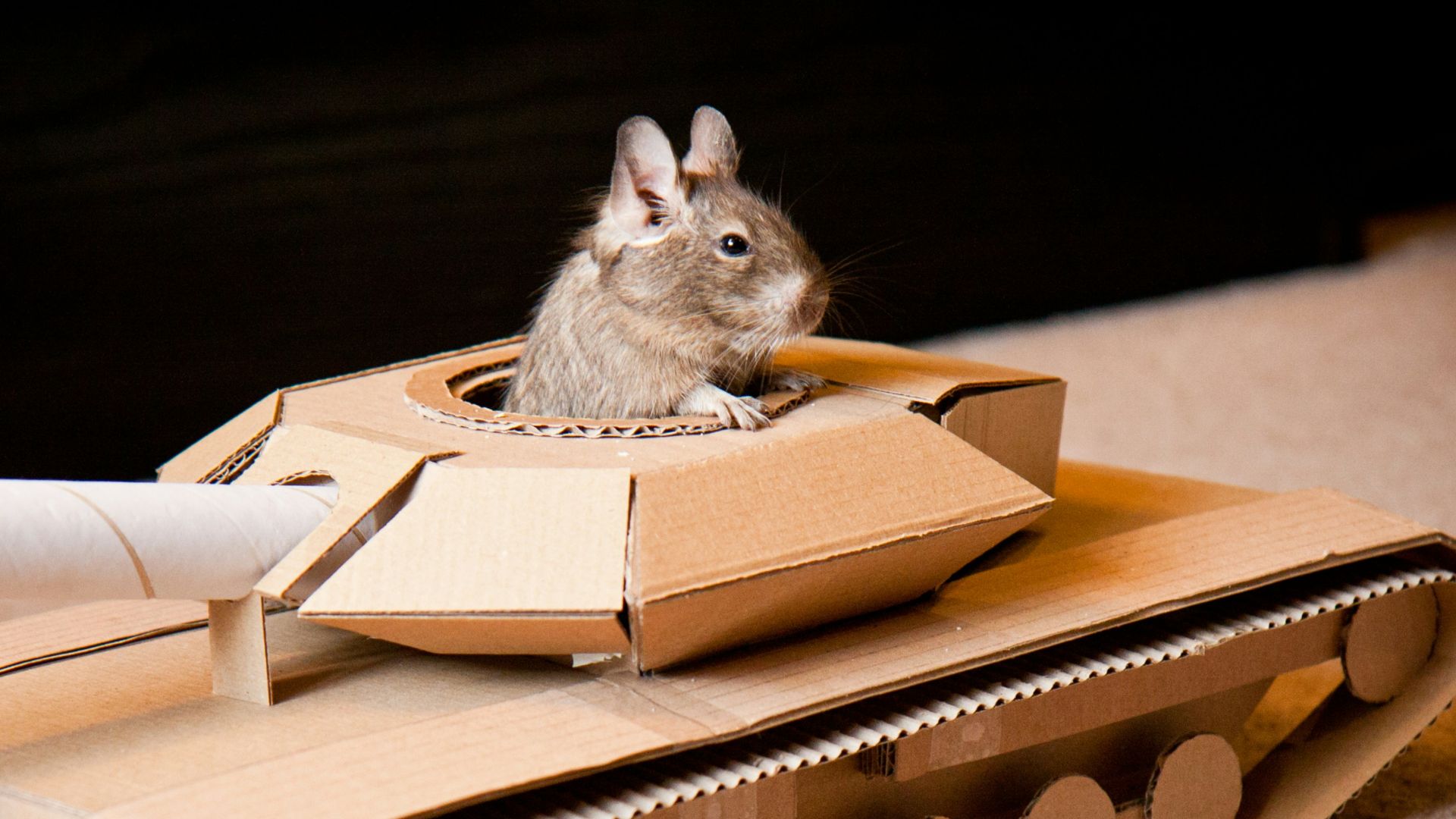 A small squirrel sitting on top of a cardboard tank