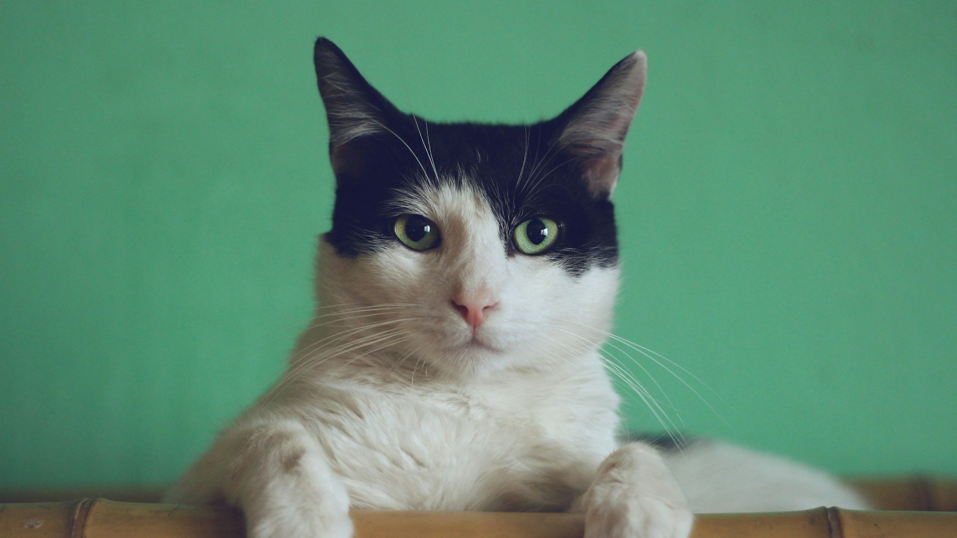 black and white cat lying on brown bamboo chair inside room