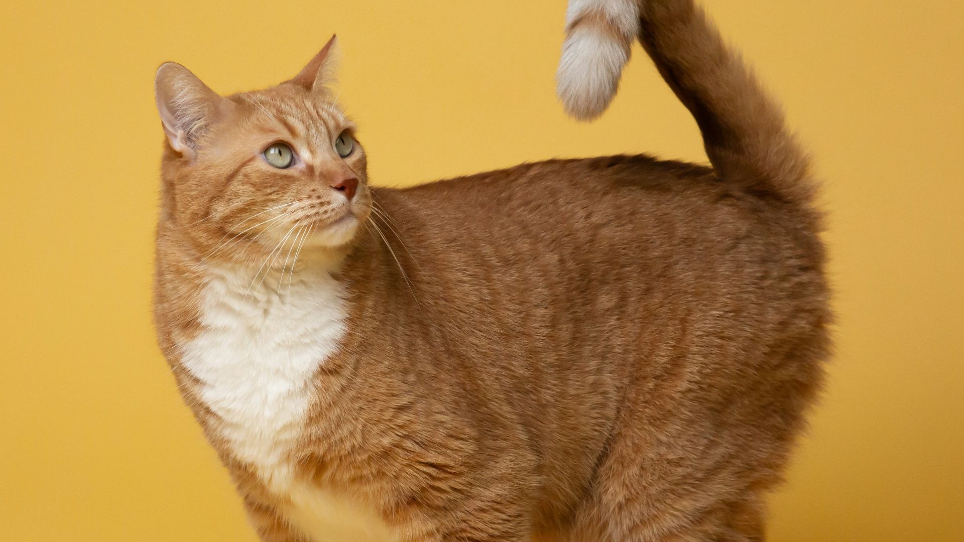 orange tabby cat on yellow surface