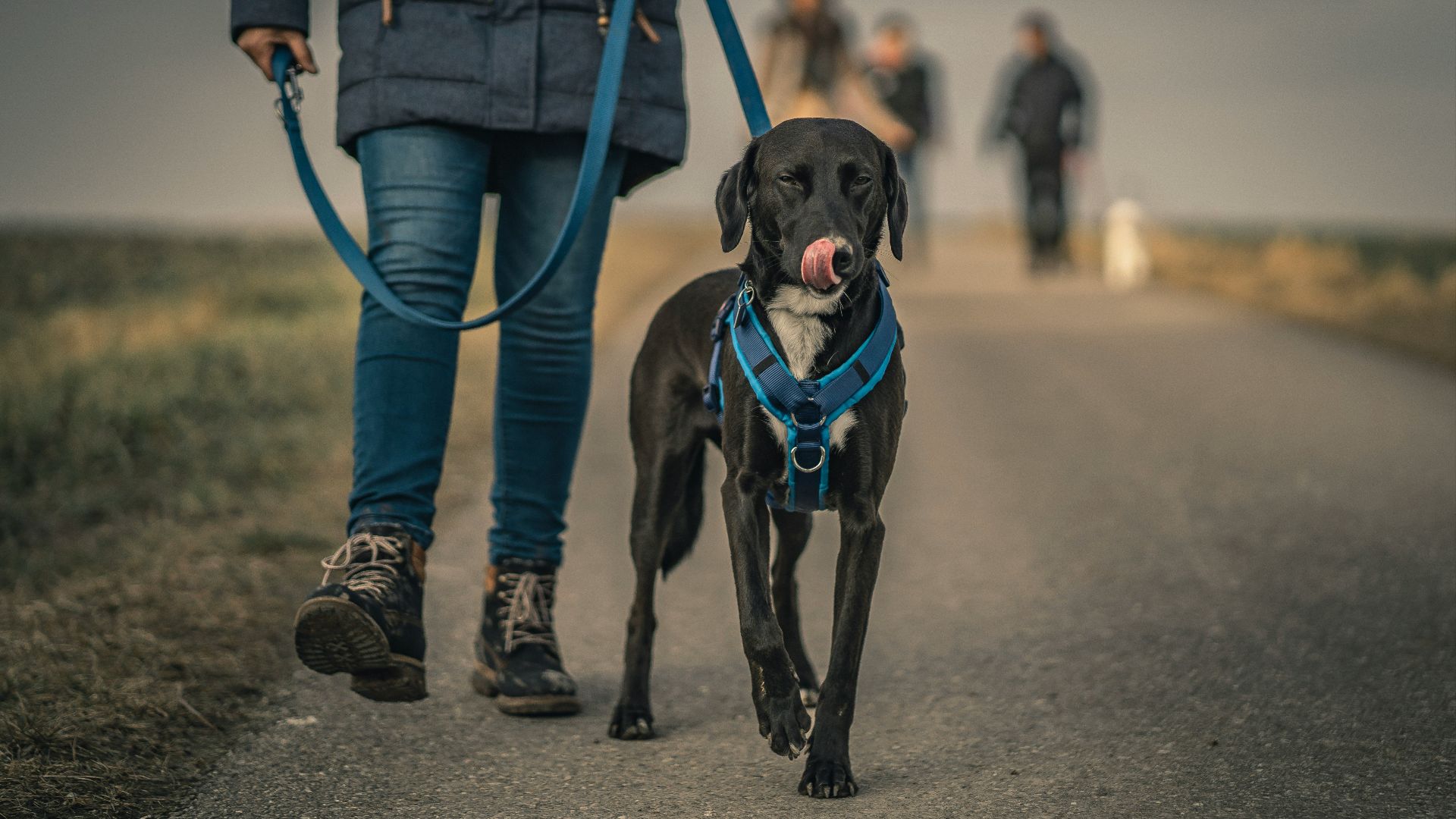 black short coated dog with blue collar