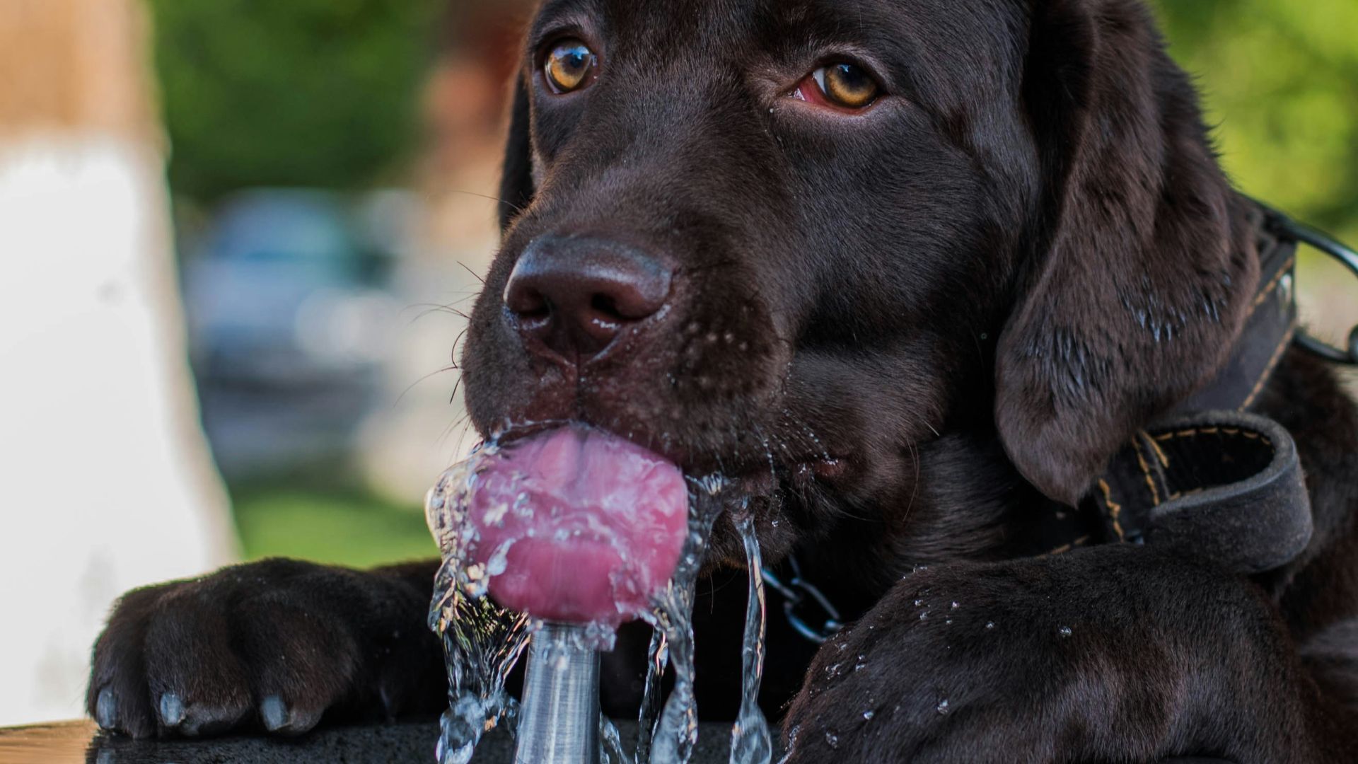 black labrador retriever puppy biting purple and white ball