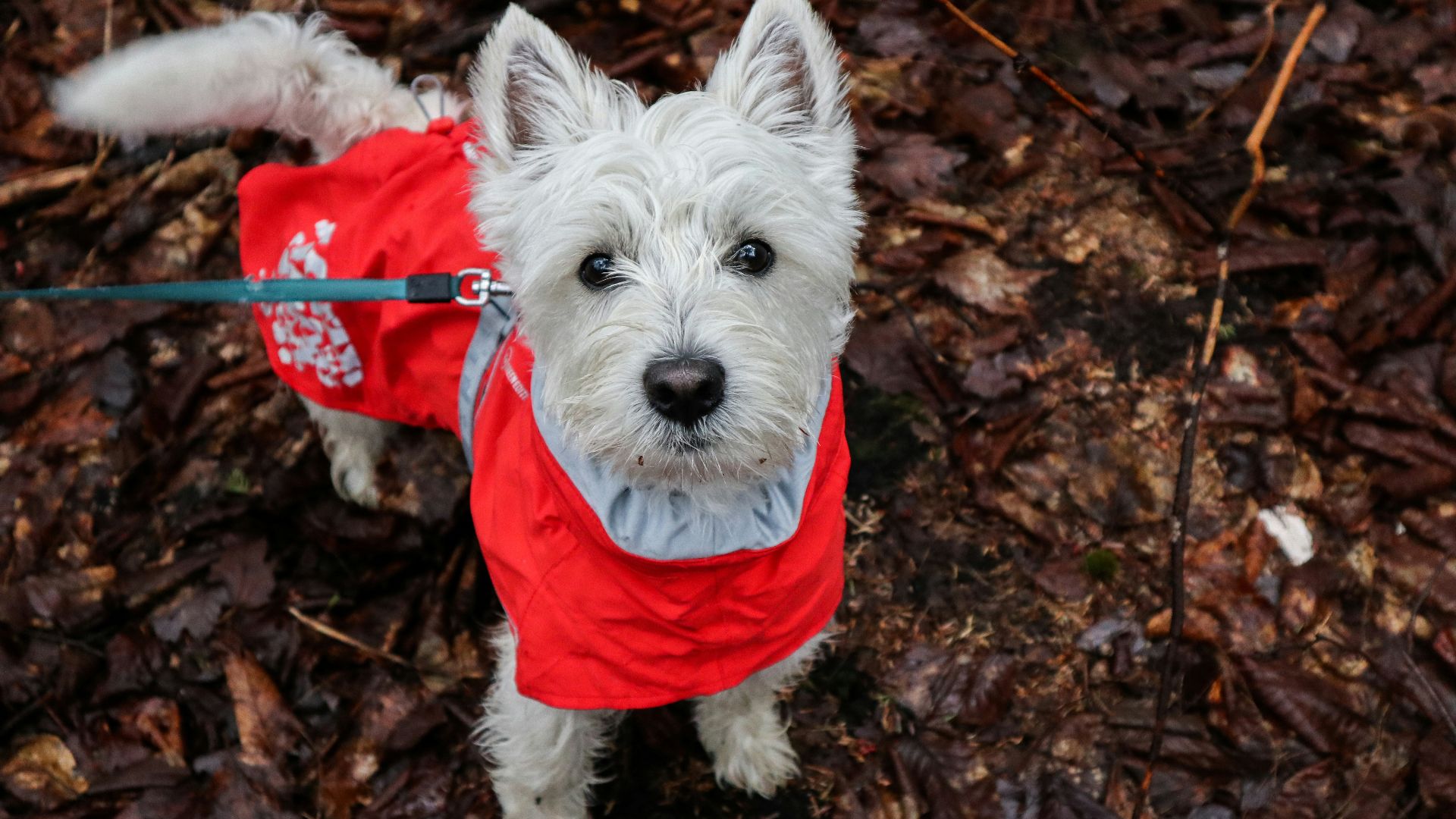 white long coated small dog wearing red shirt