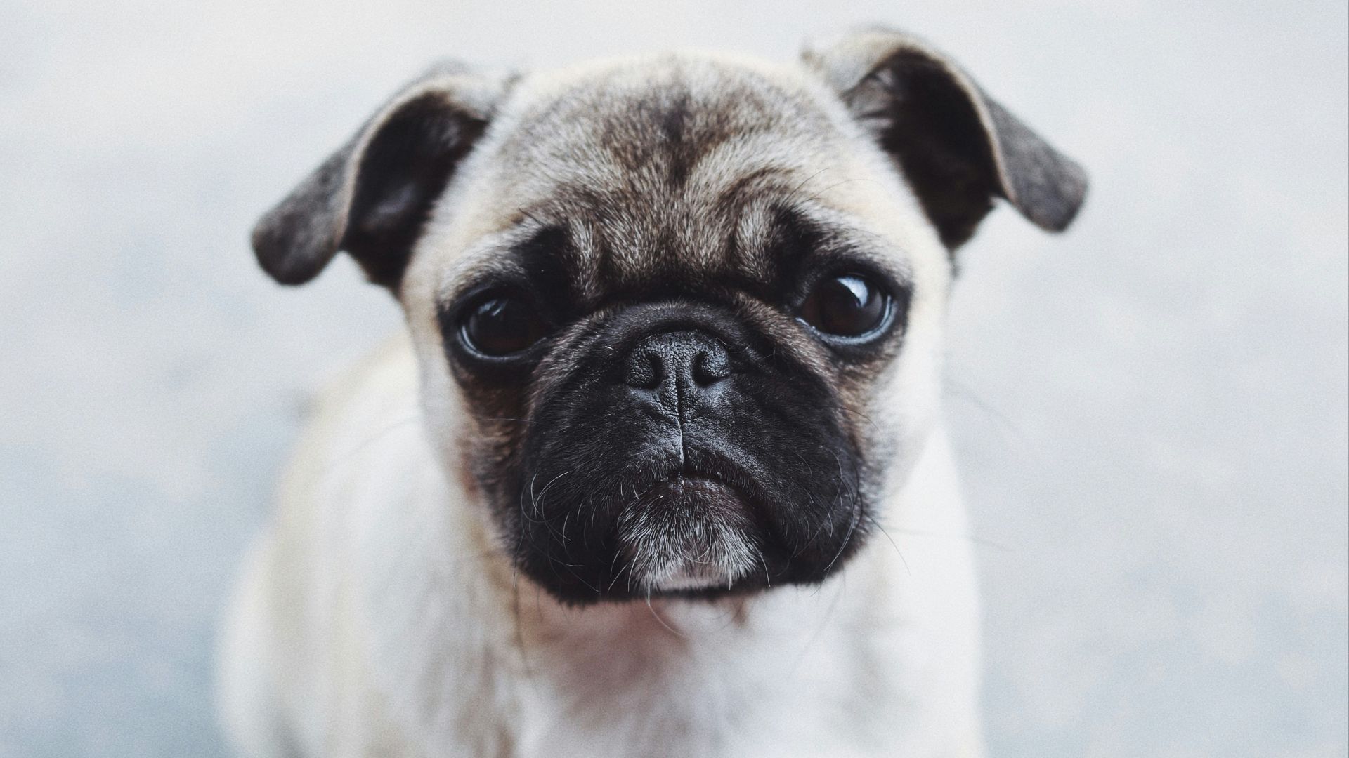 gray and brown pug