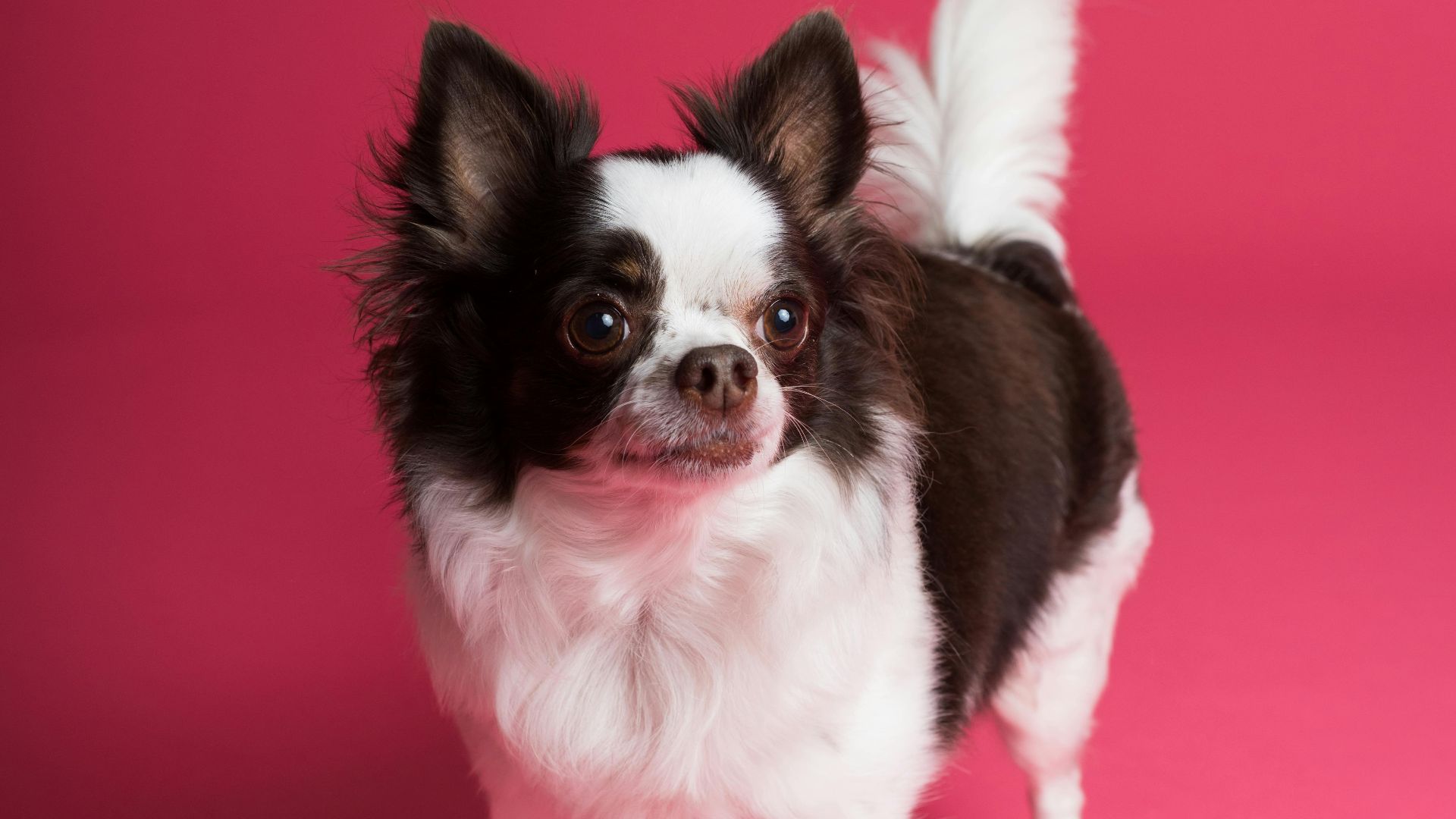 Goochie Poochie Grooming