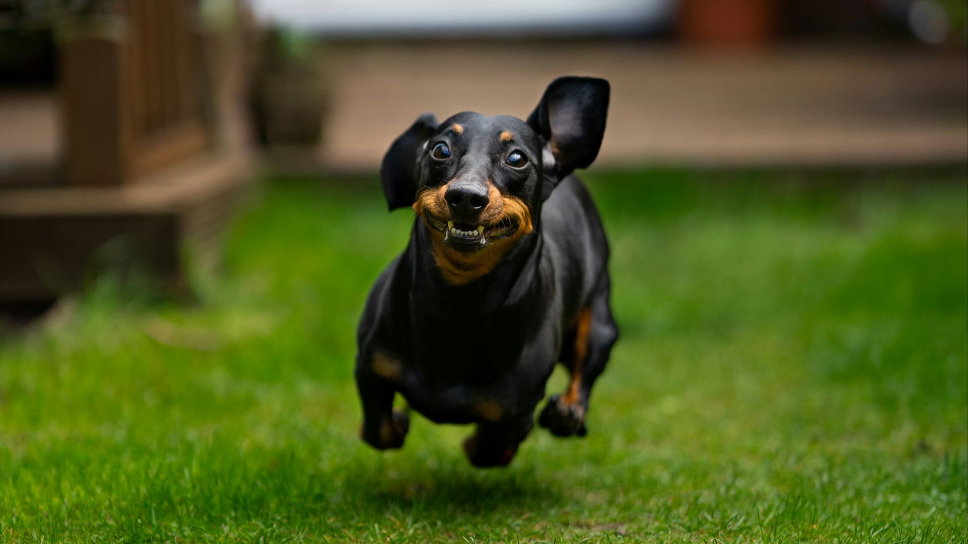 black and tan short coat small dog on green grass field during daytime