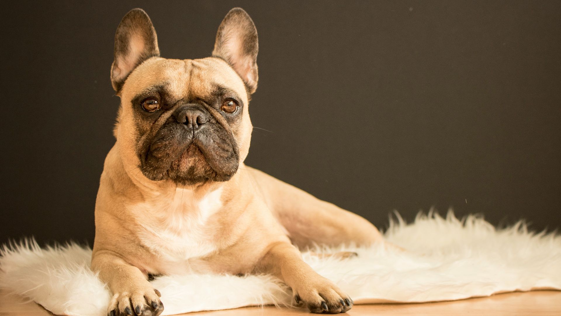 brown and black French bulldog lying on white fur area rug