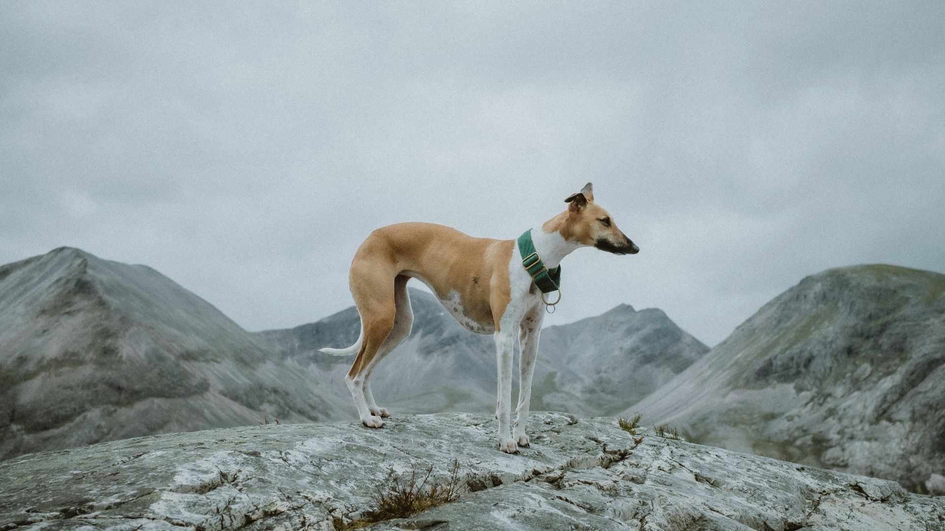 brown and white short coated dog on gray rock
