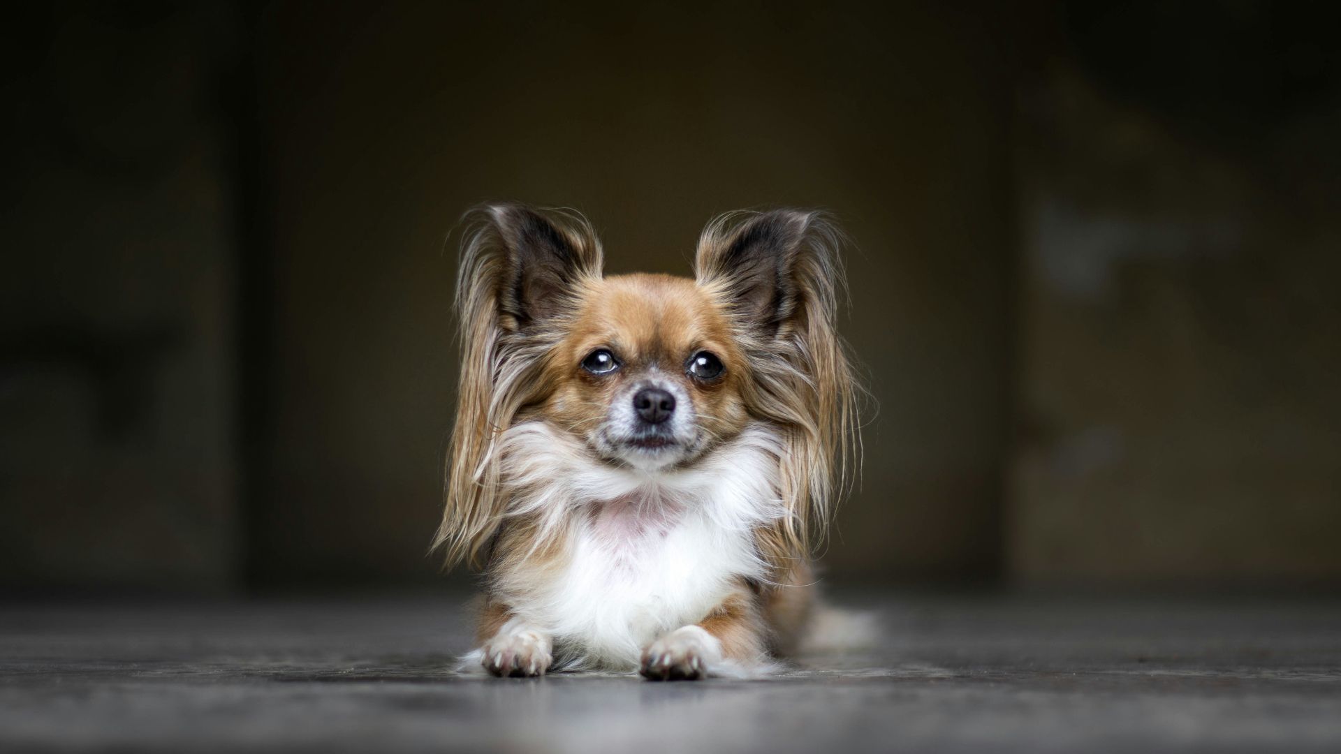 white and brown coated dog