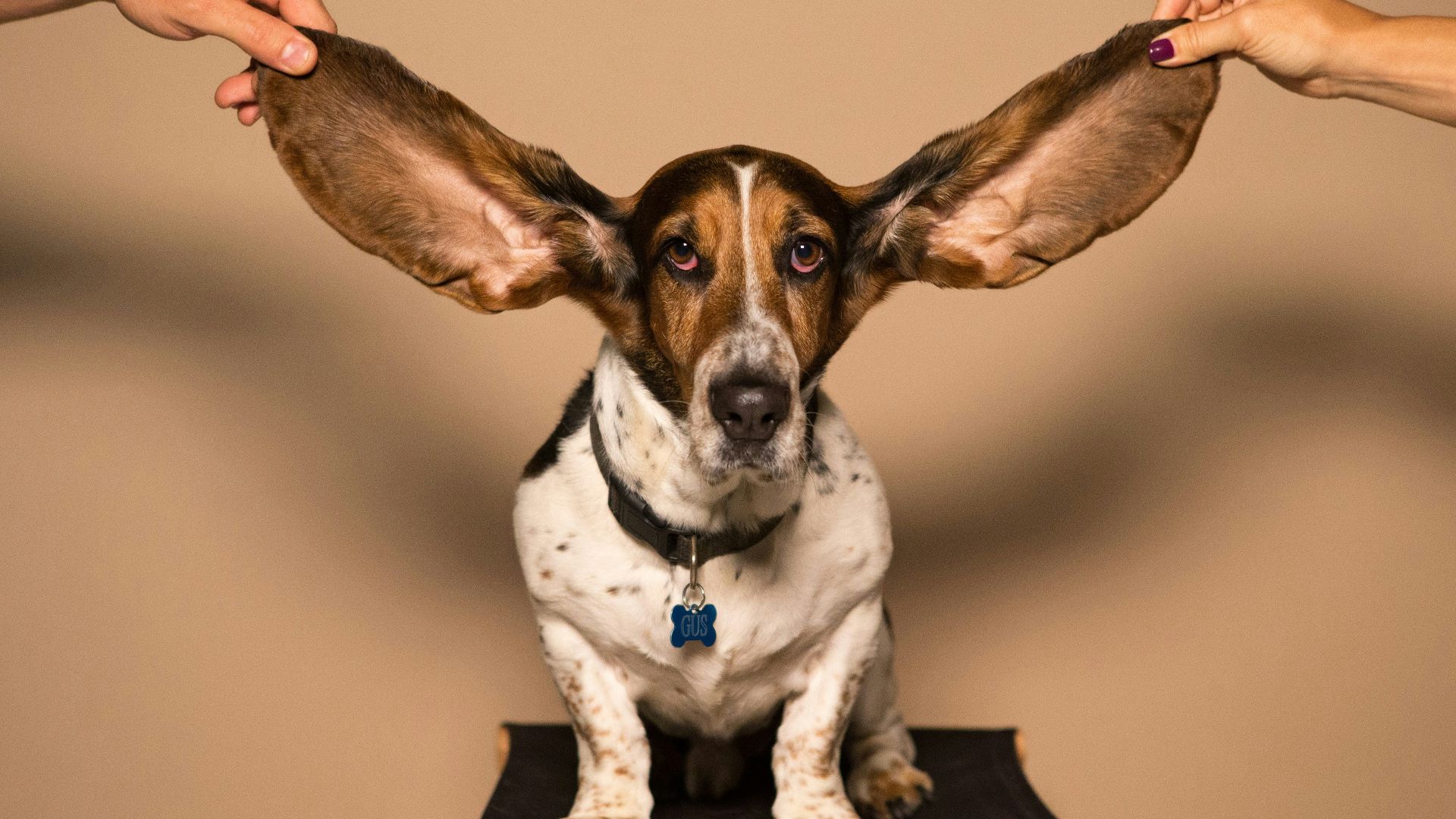 a dog sitting on top of a black table