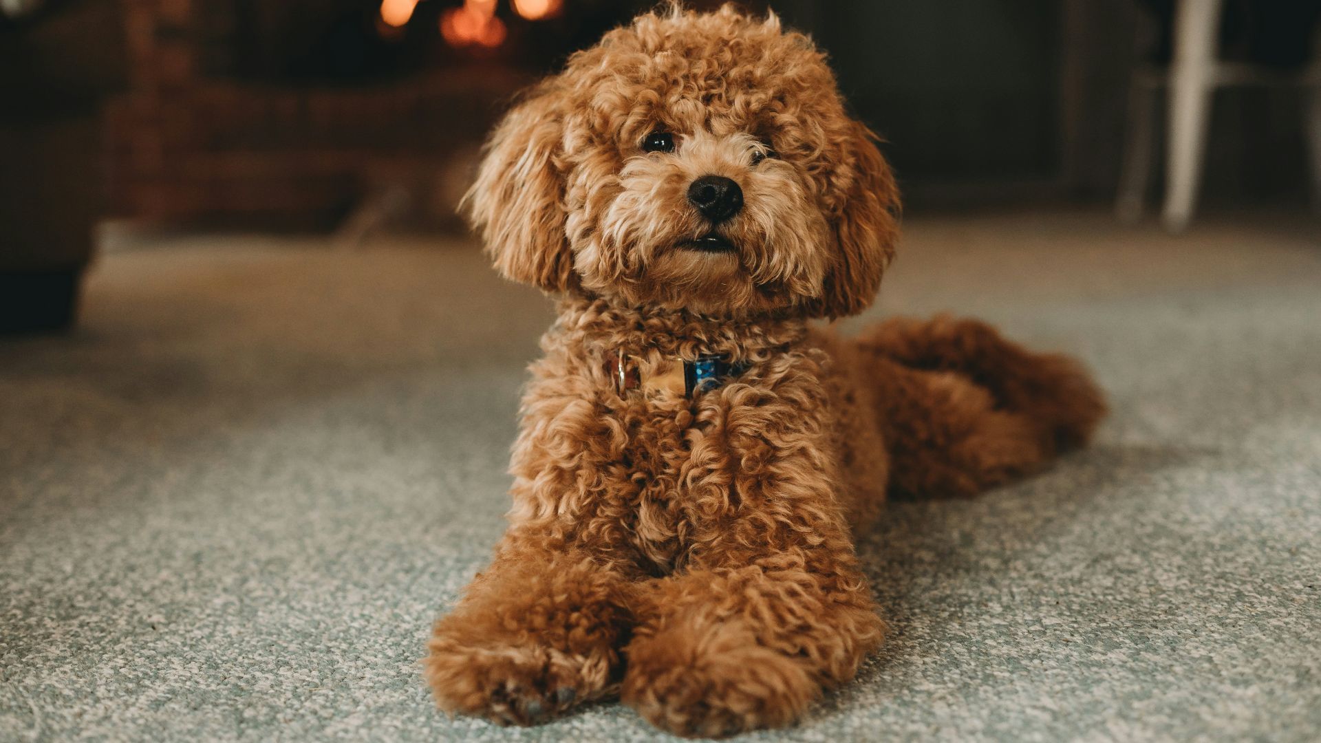 brown poodle puppy on blue carpet