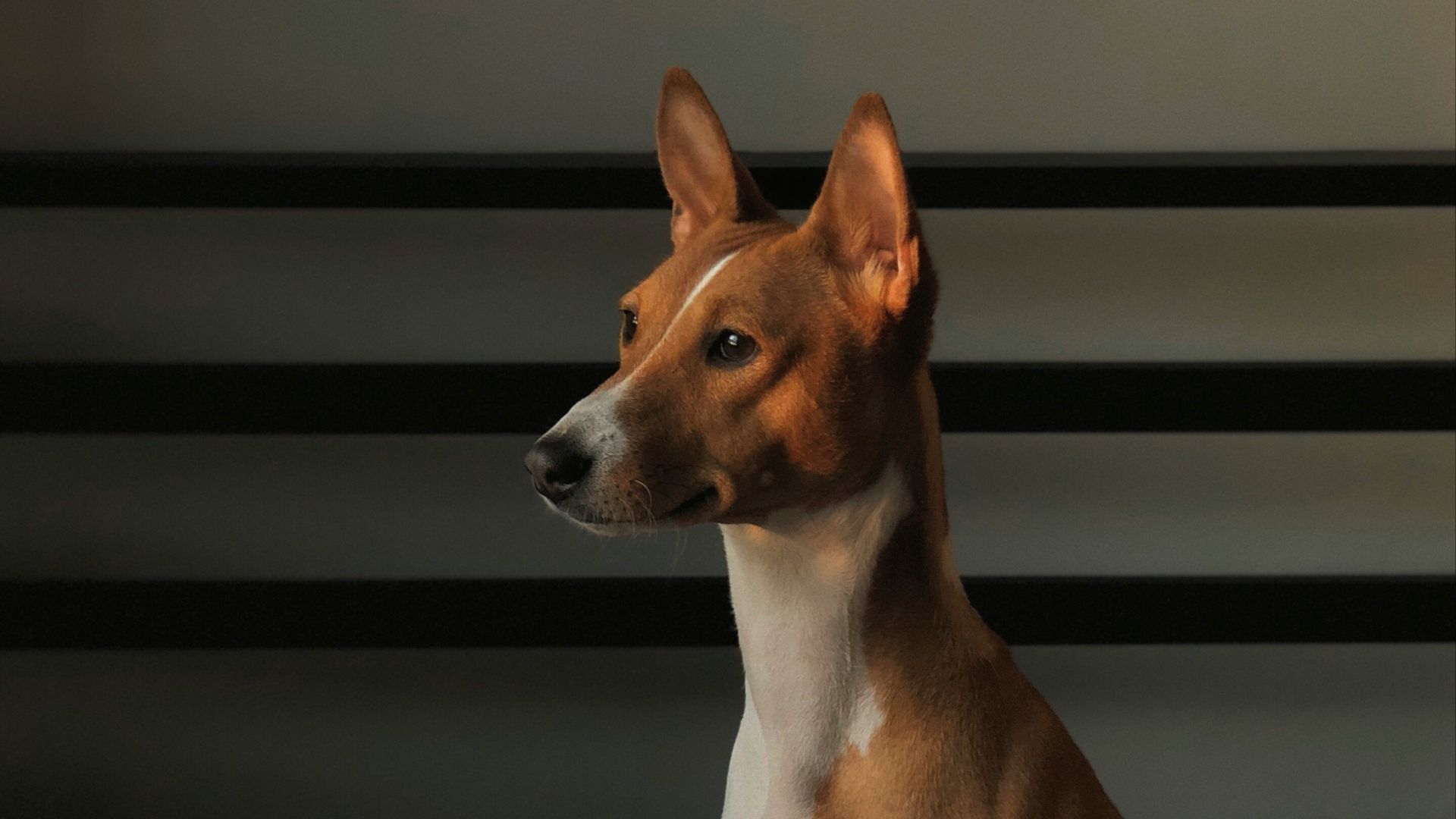 adult tan and white basenji sitting on black textile