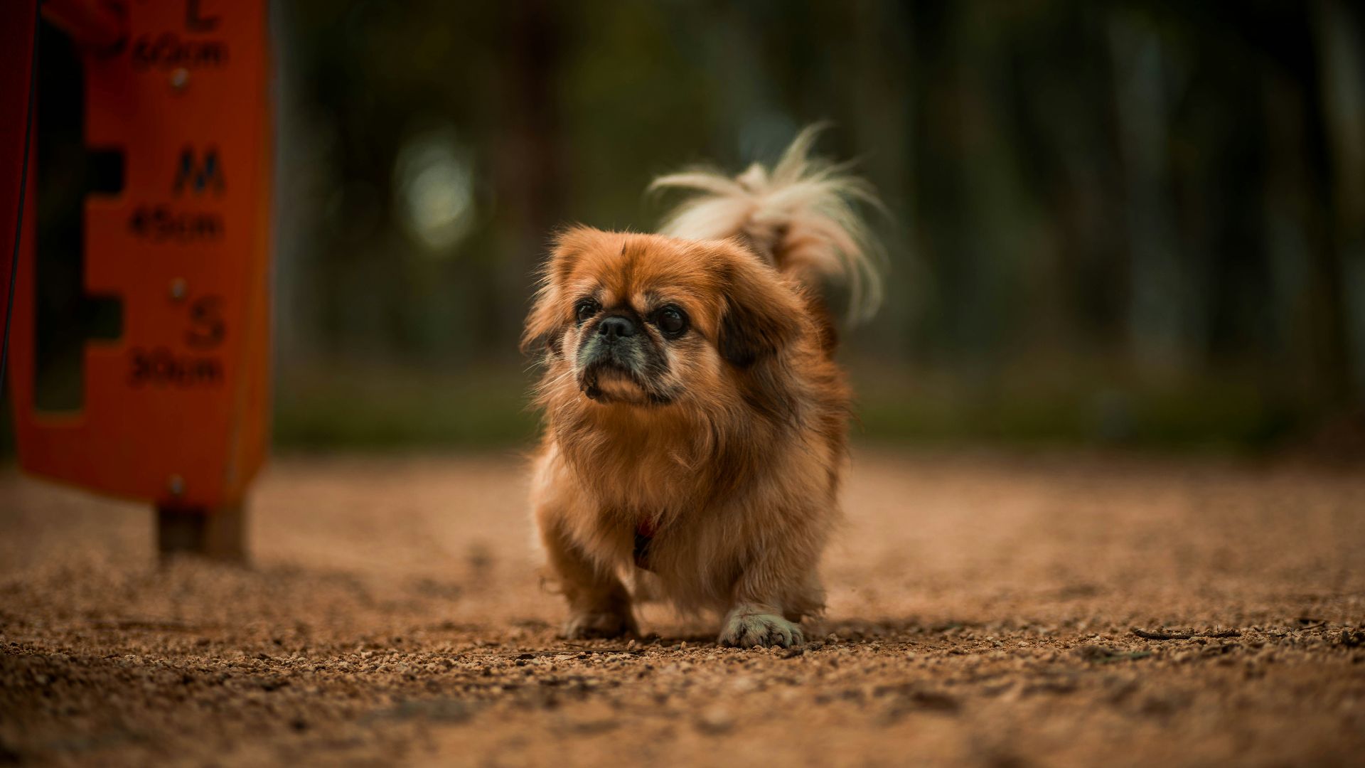 brown and white long haired small dog on brown soil during daytime