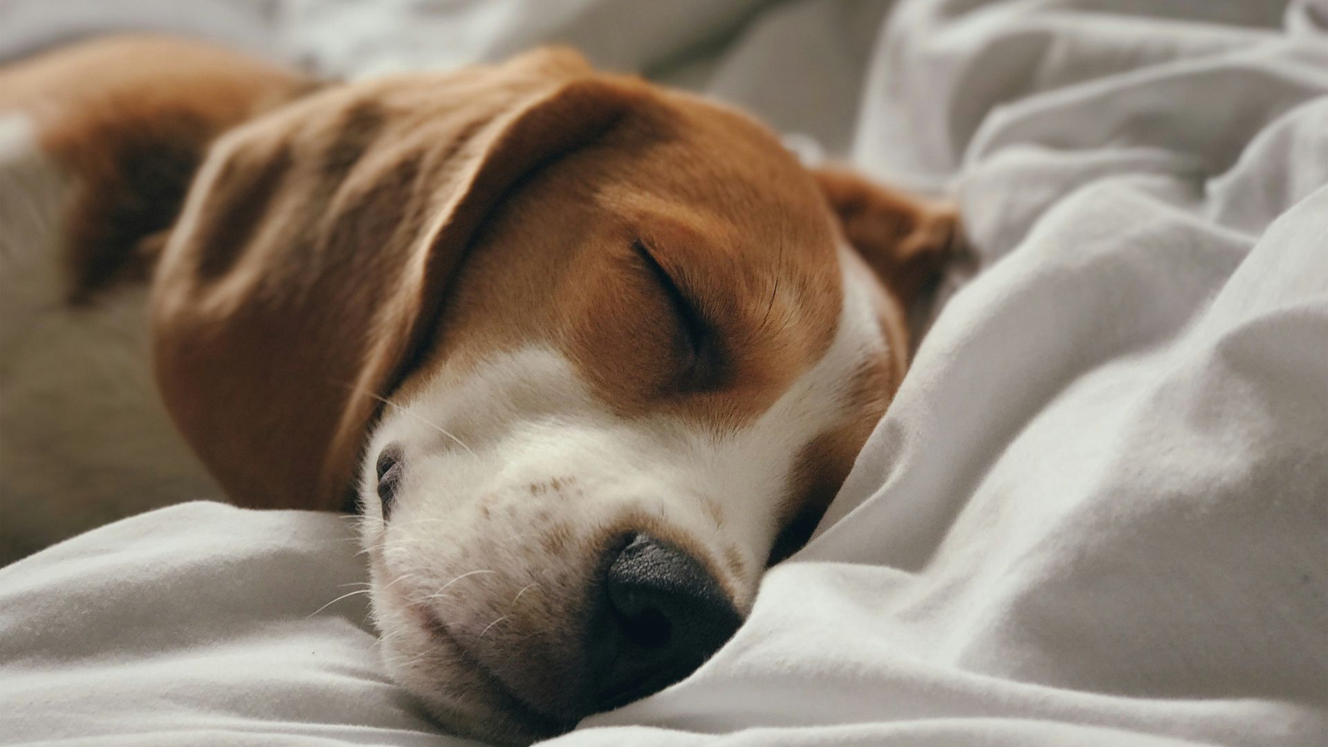 brown and white short coated dog lying on white textile