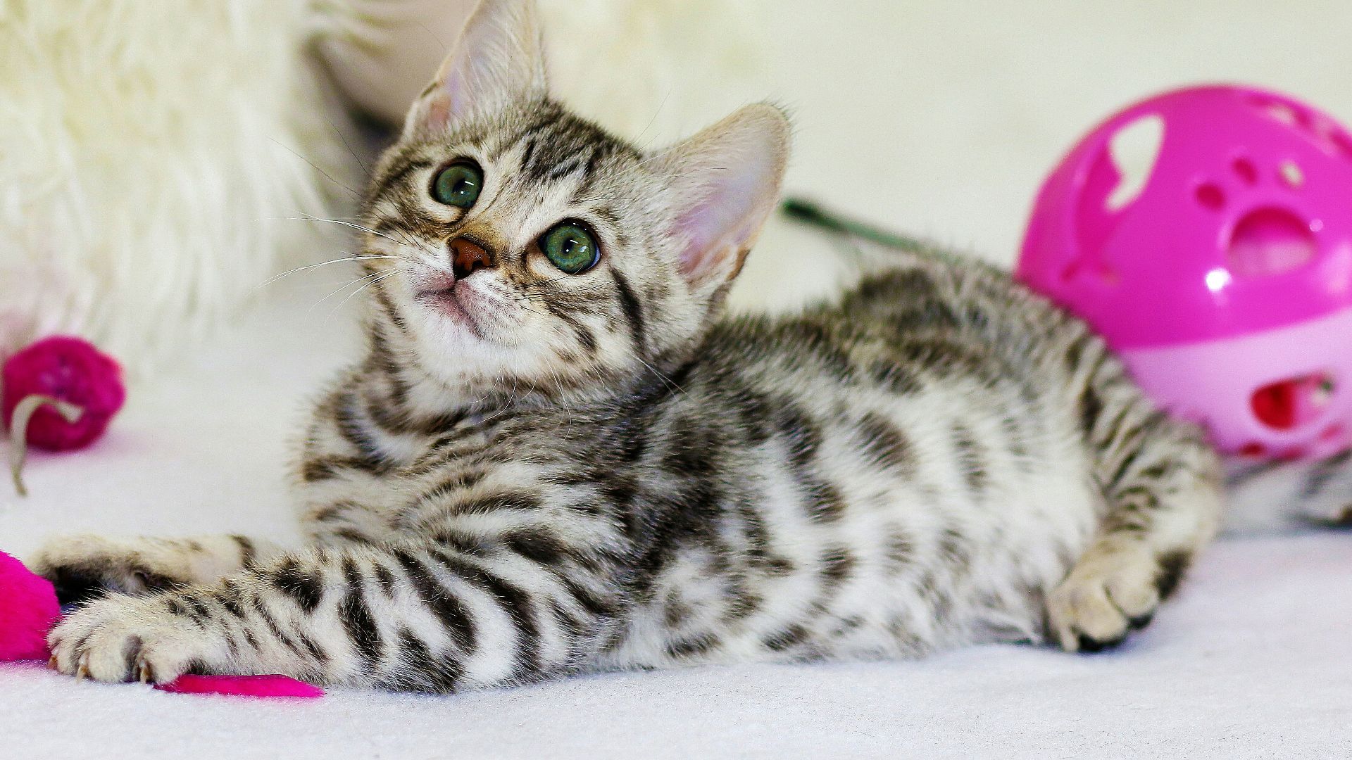 gray kitten sitting on floor