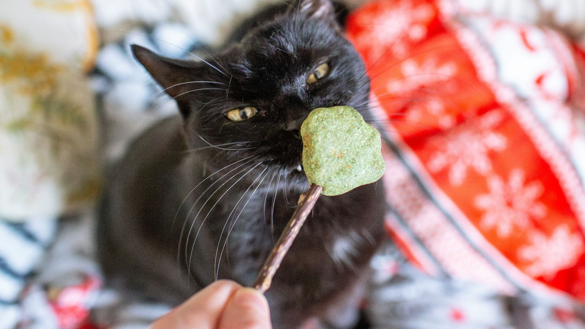 A black cat is eating a green lollipop
