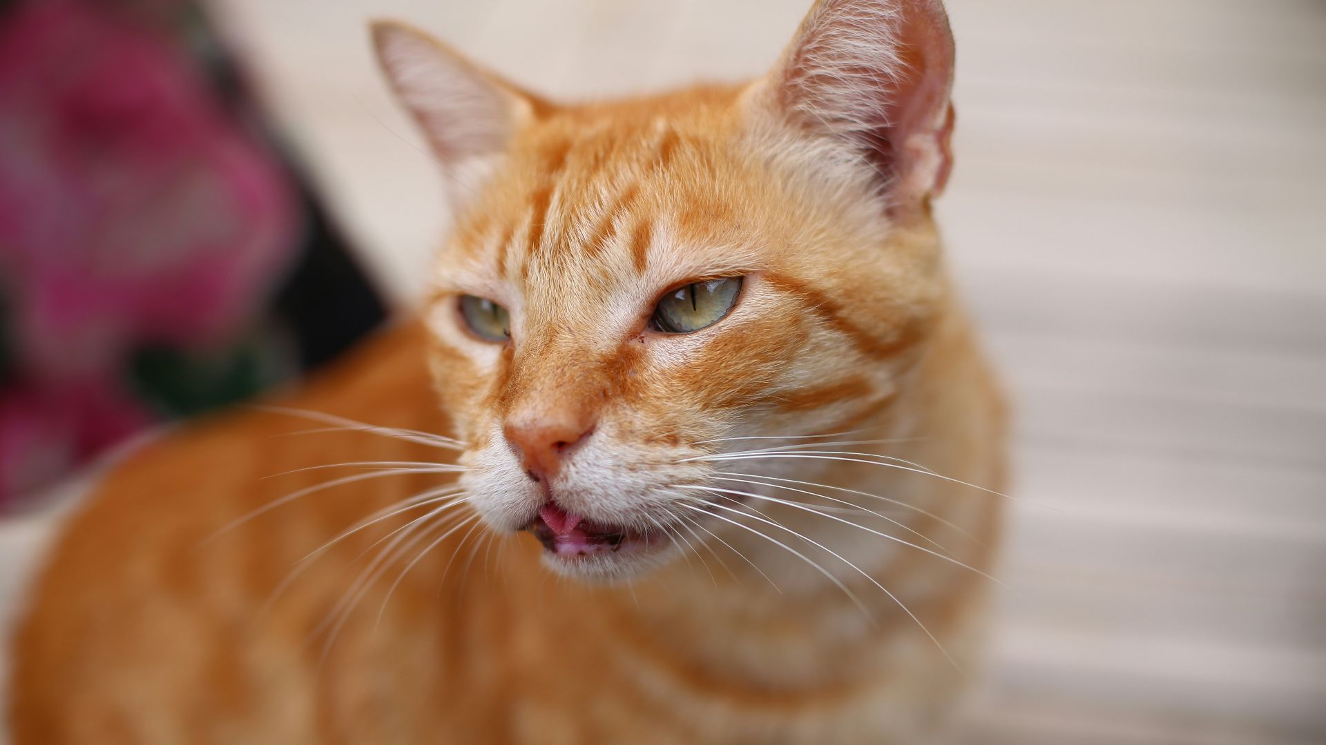 a close up of a cat with a surprised look on its face