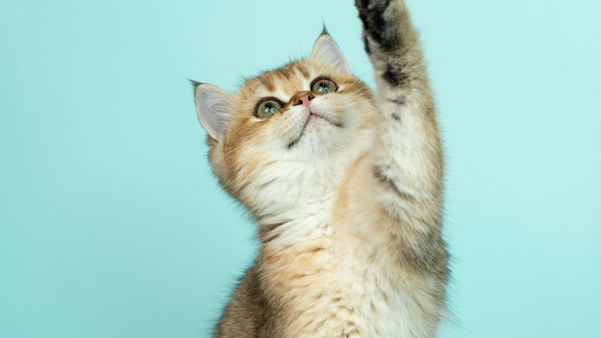 white and brown long fur cat
