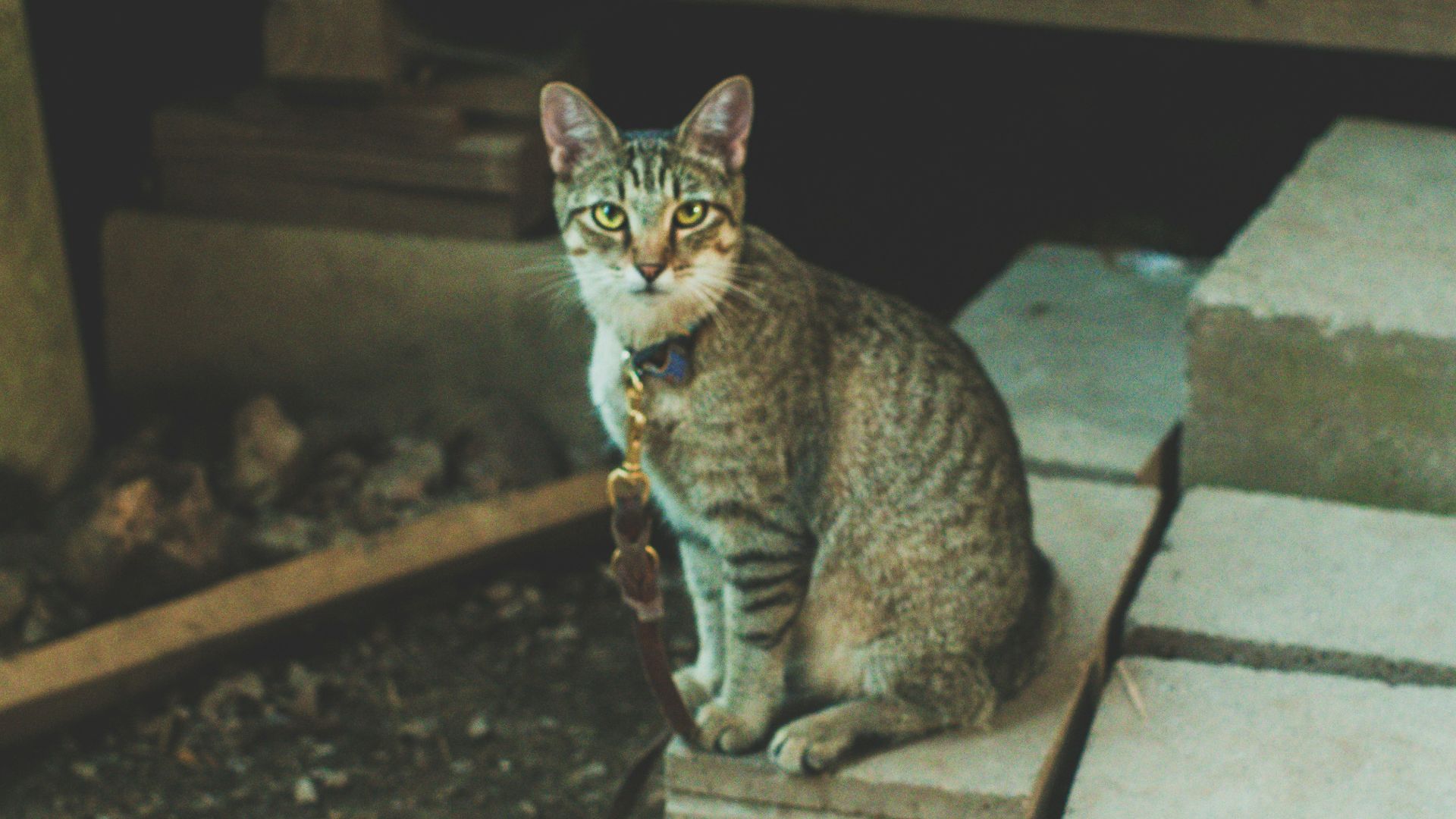 a cat sitting on top of a cement block