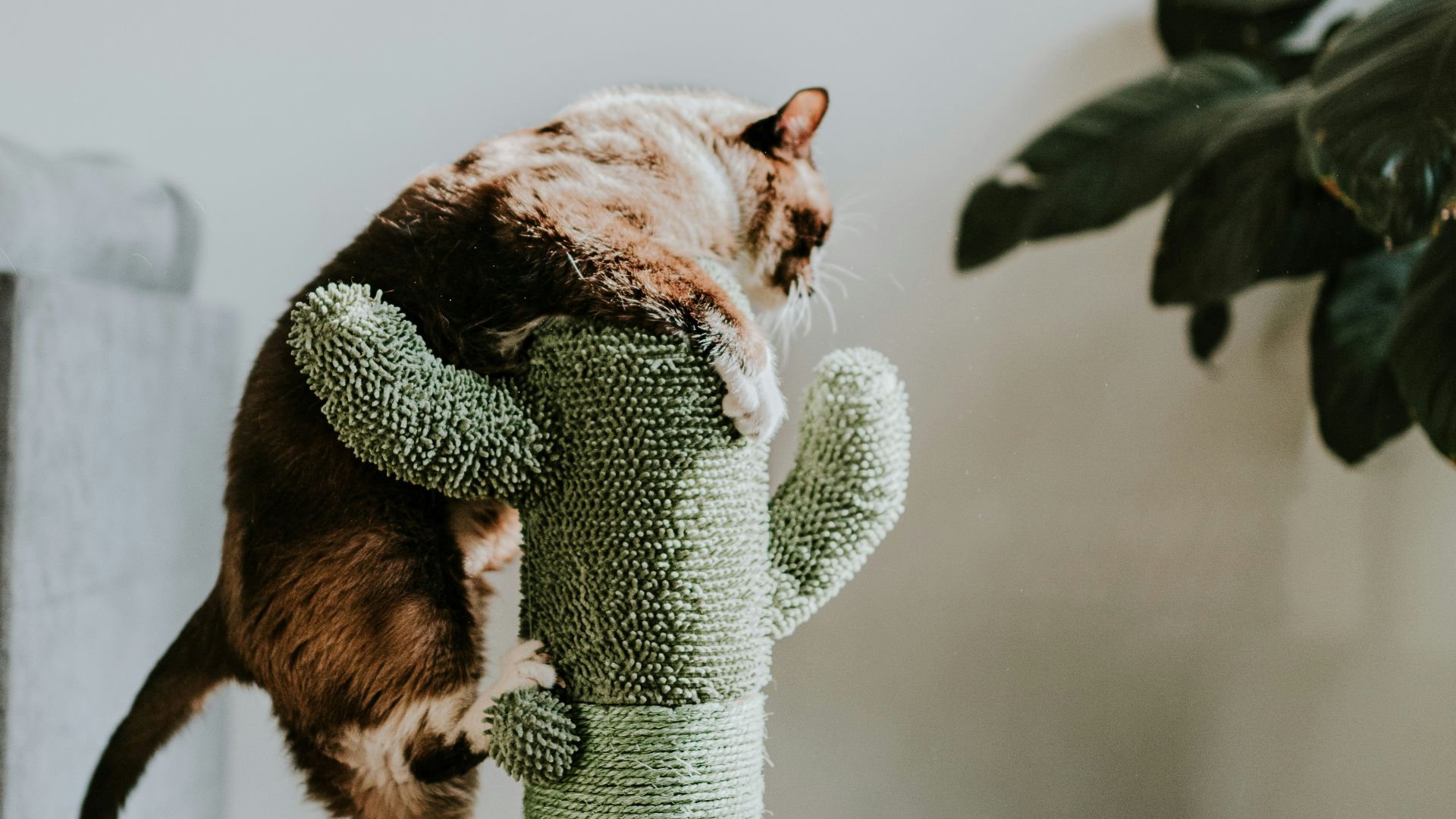 brown tabby cat on green cat tree