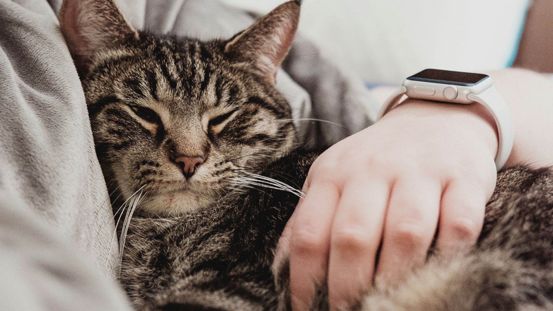 person holding gray tabby cat while lying on bed