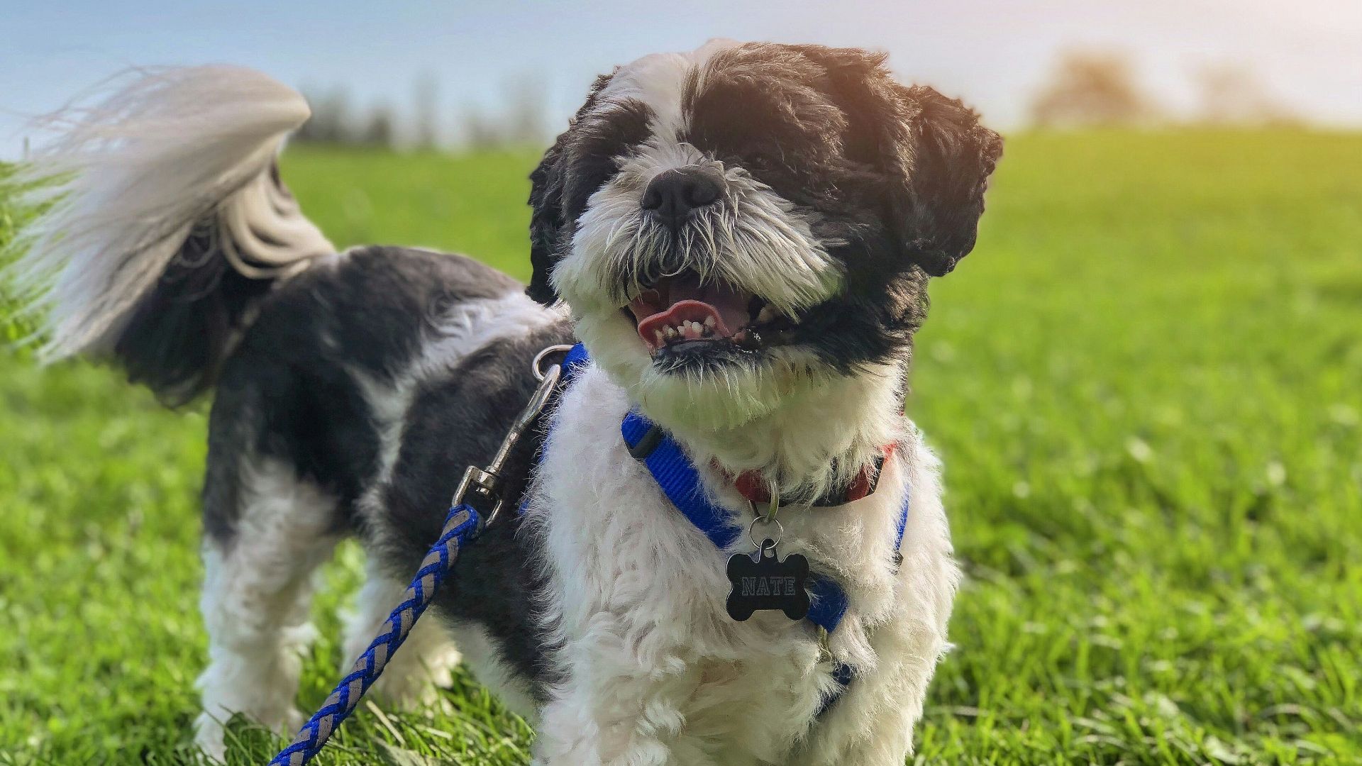 white and brown dog with leash