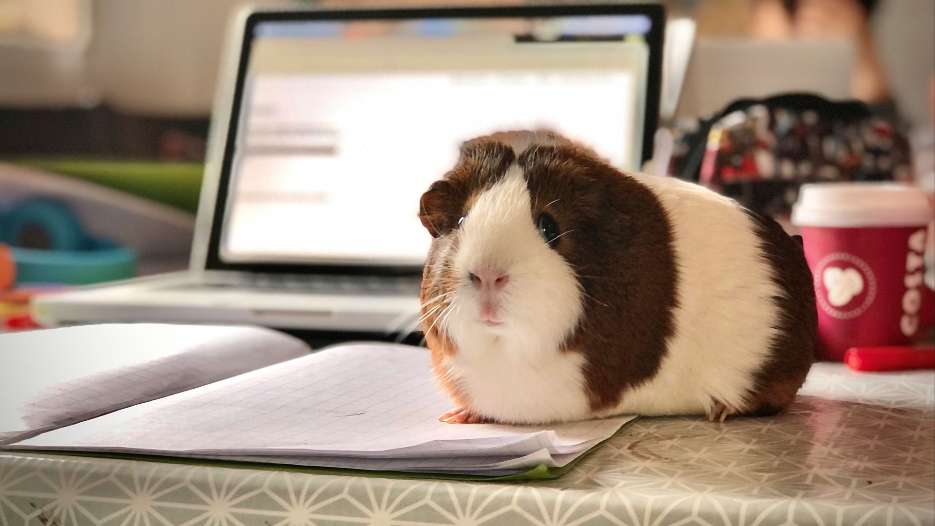 white and brown guinea pig on white paper