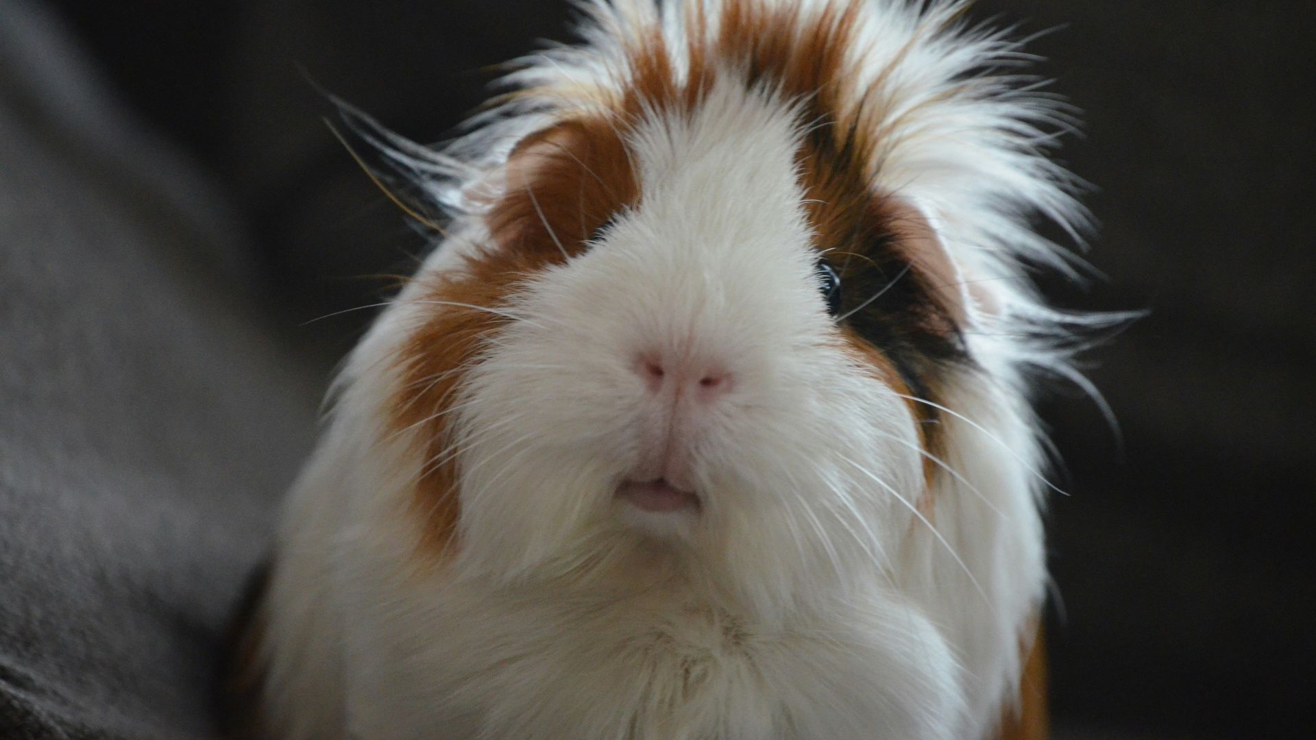 medium coated white and brown animal