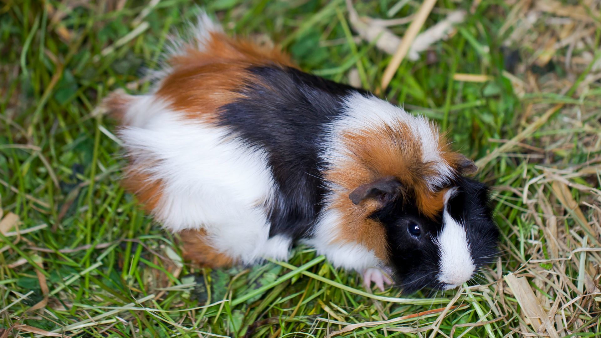 File:Cobaya (Cavia porcellus), Tierpark Hellabrunn, Múnich, Alemania, 2012-06-17, DD 01.JPG