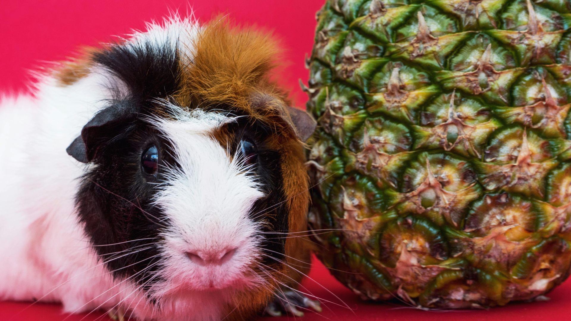 Pineapple Supply Co.