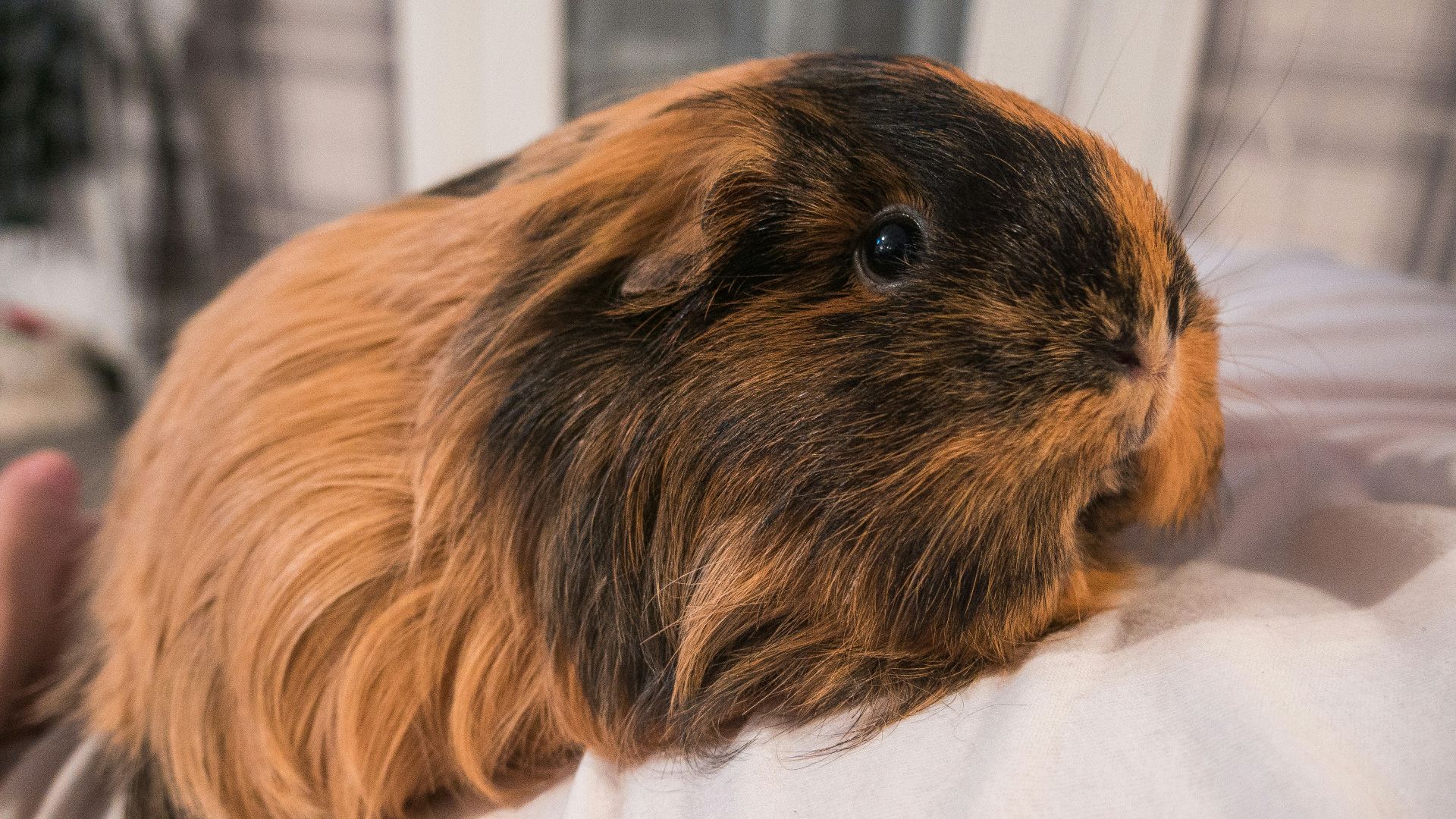 brown and black guinea pig
