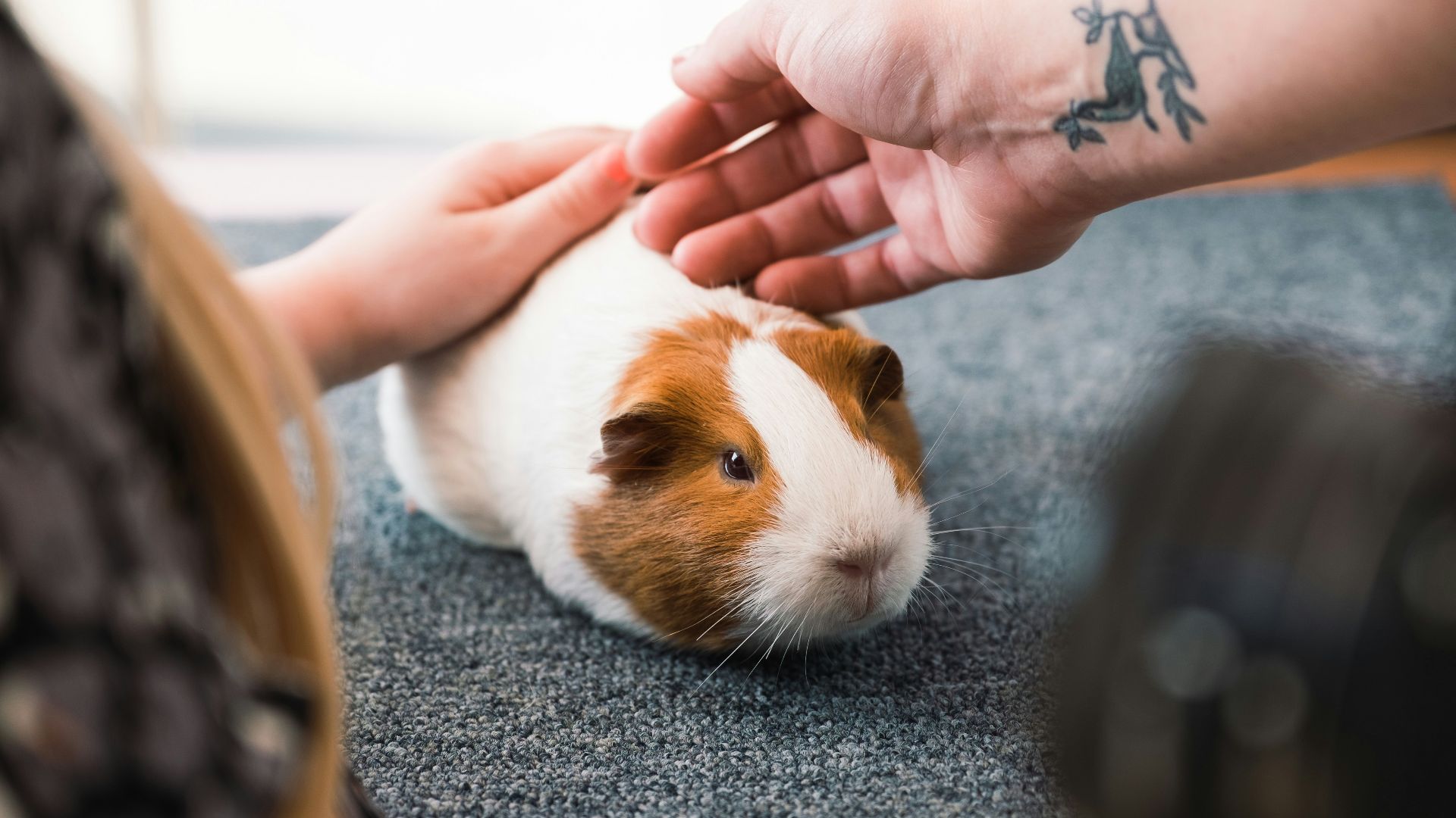 a person petting a brown and white guinea pig