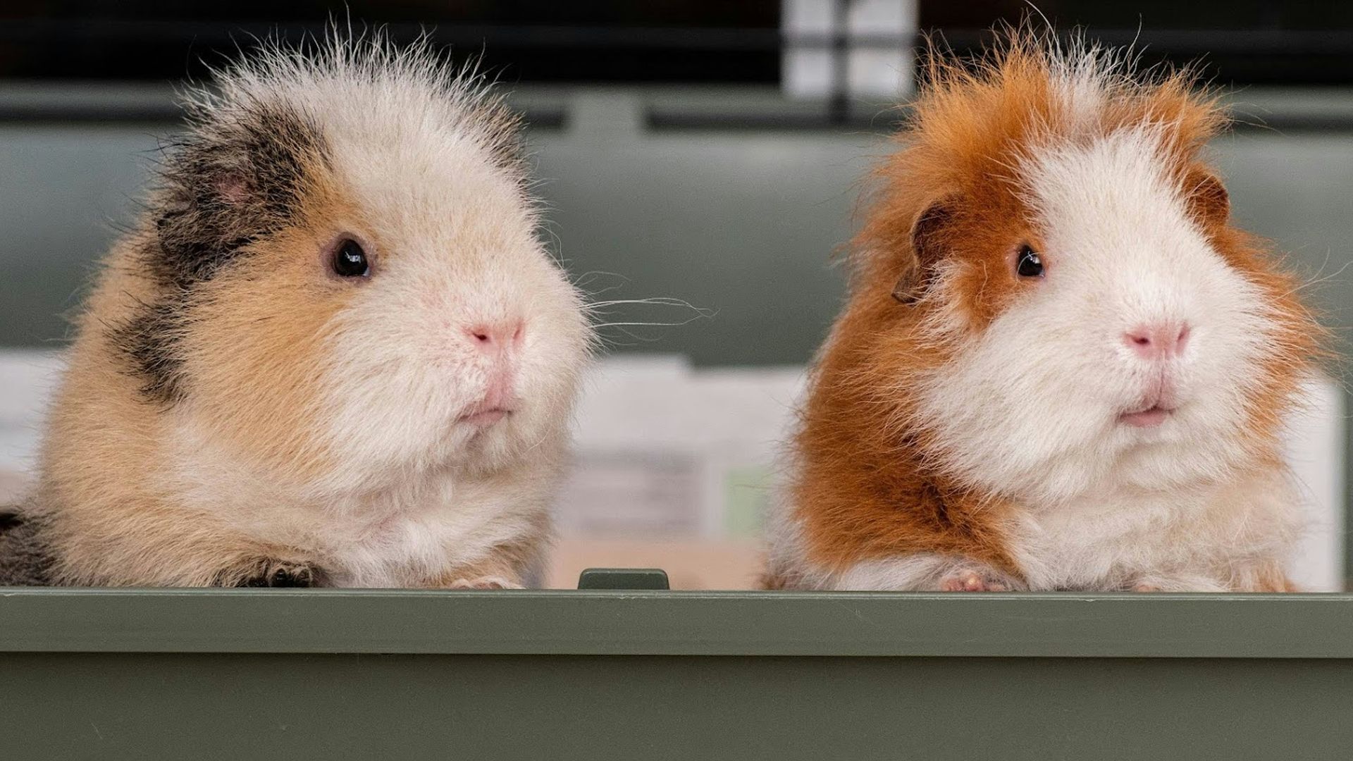 two guinea pigs in a cage