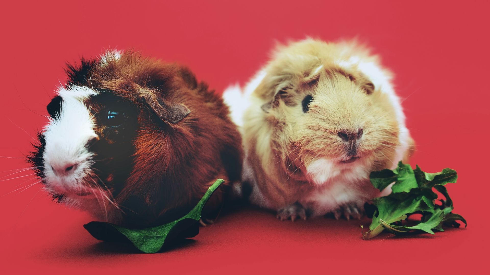 two brown and beige hamsters wallpaper