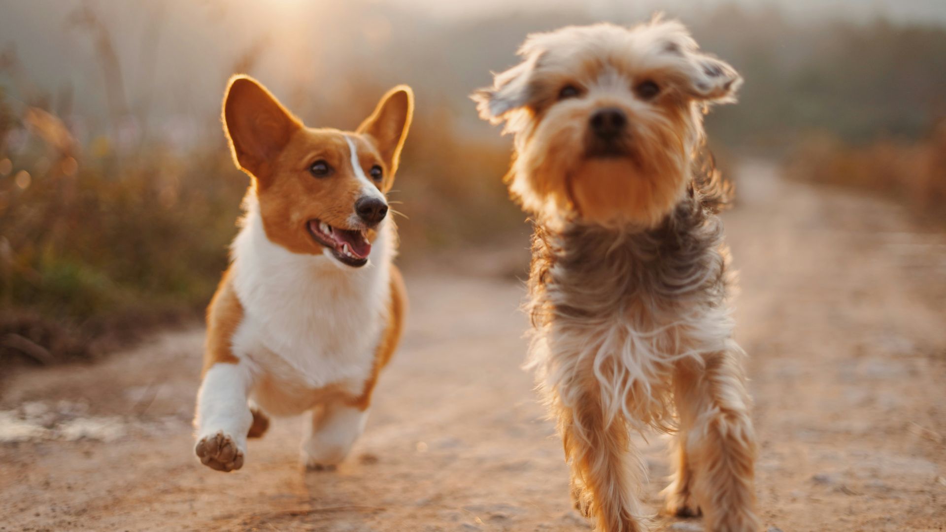two brown and white dogs running dirt road during daytime