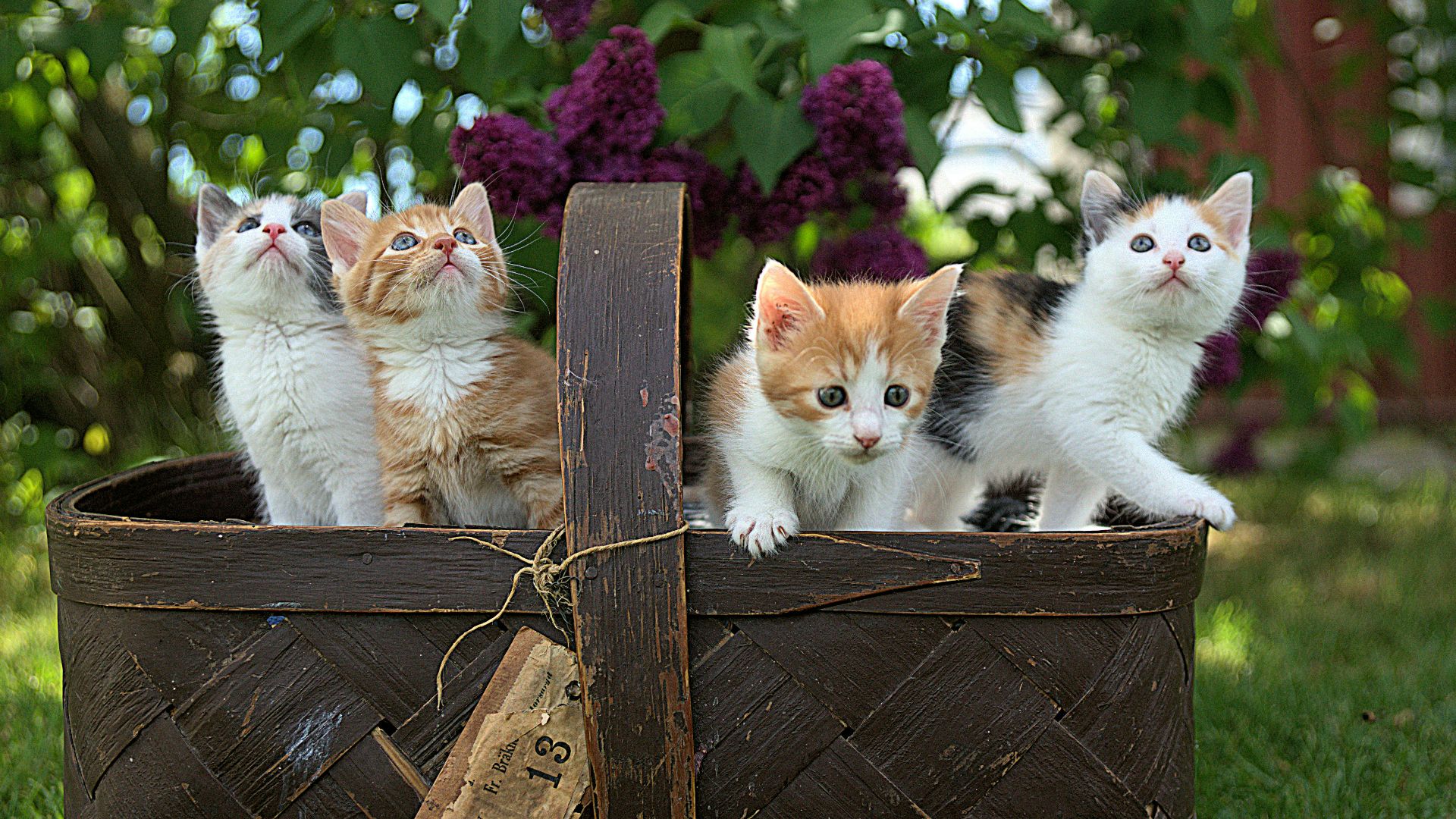 four assorted-color tabby kittens on brown basket