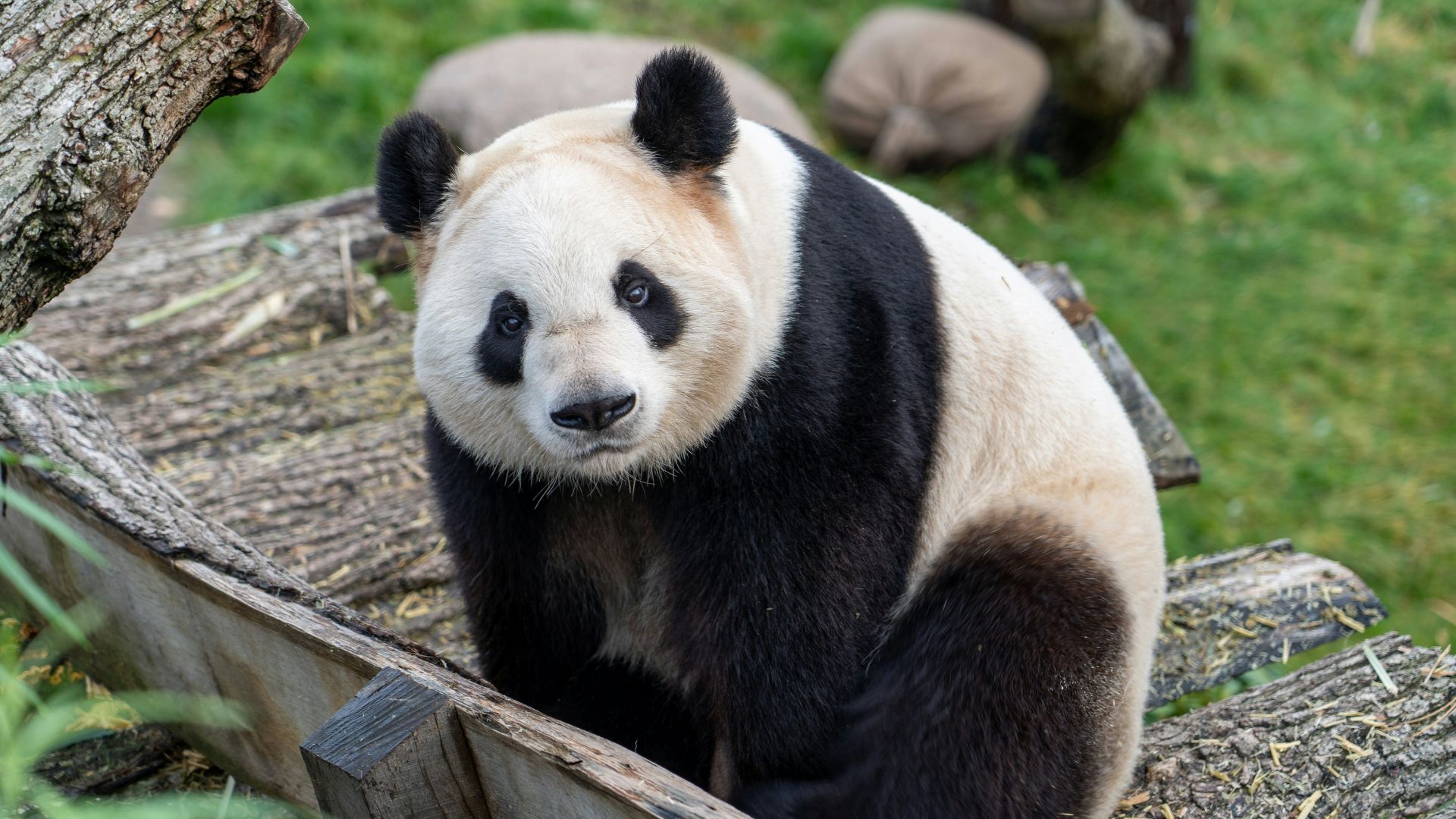 white and black panda on brown wooden fence during daytime