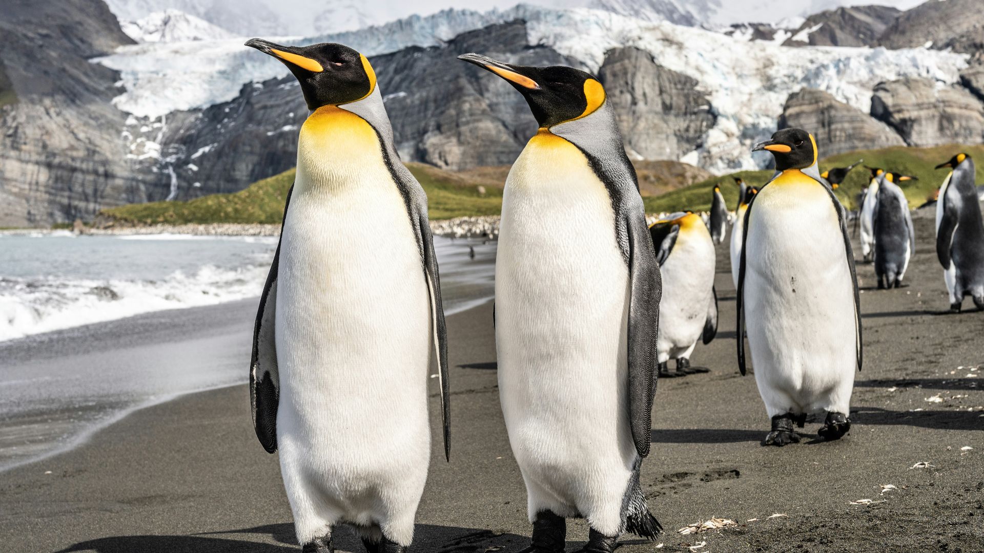 penguins on gray concrete pavement during daytime