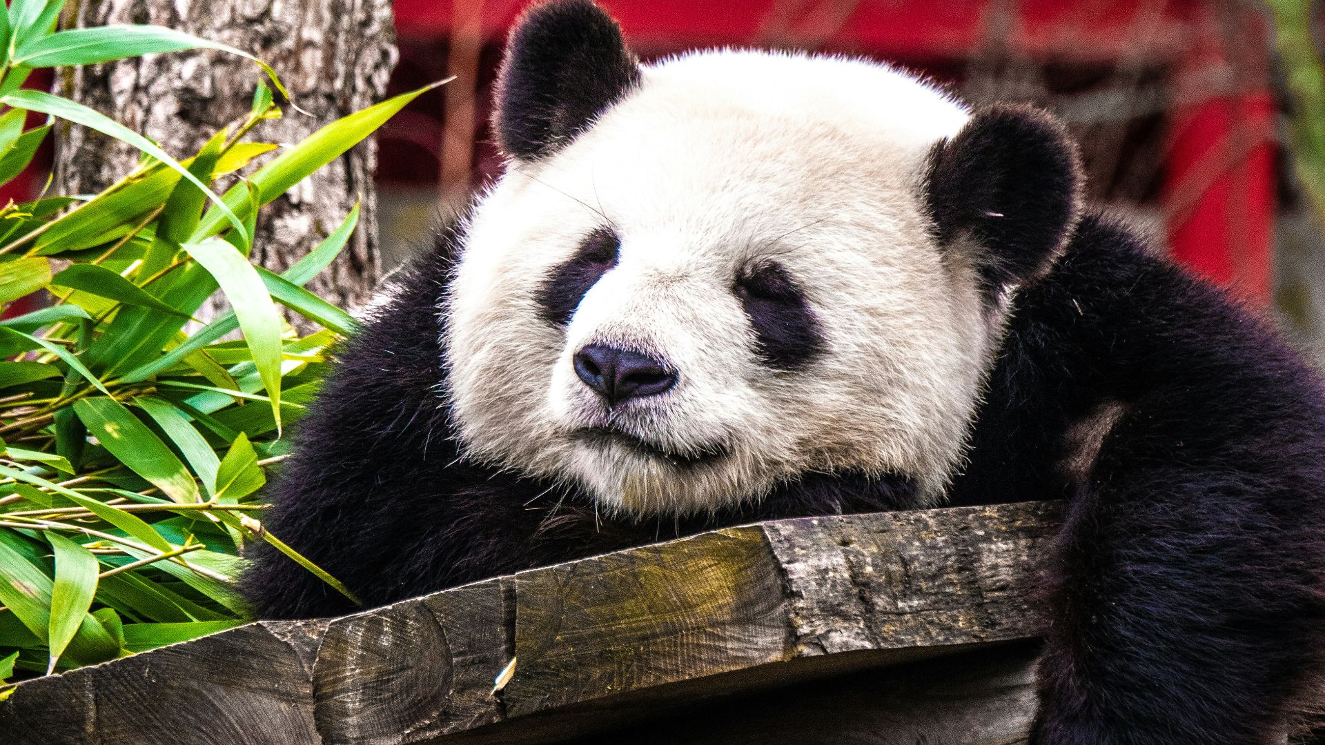 panda bear on gray plank near green plant