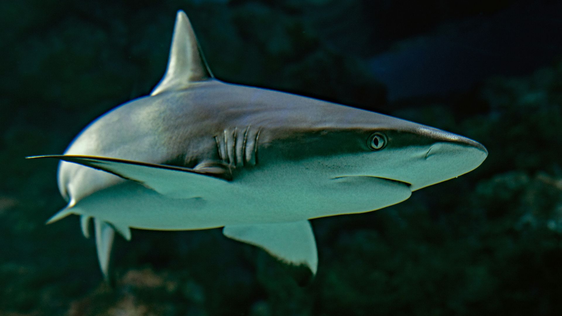 selective focus photography of shark