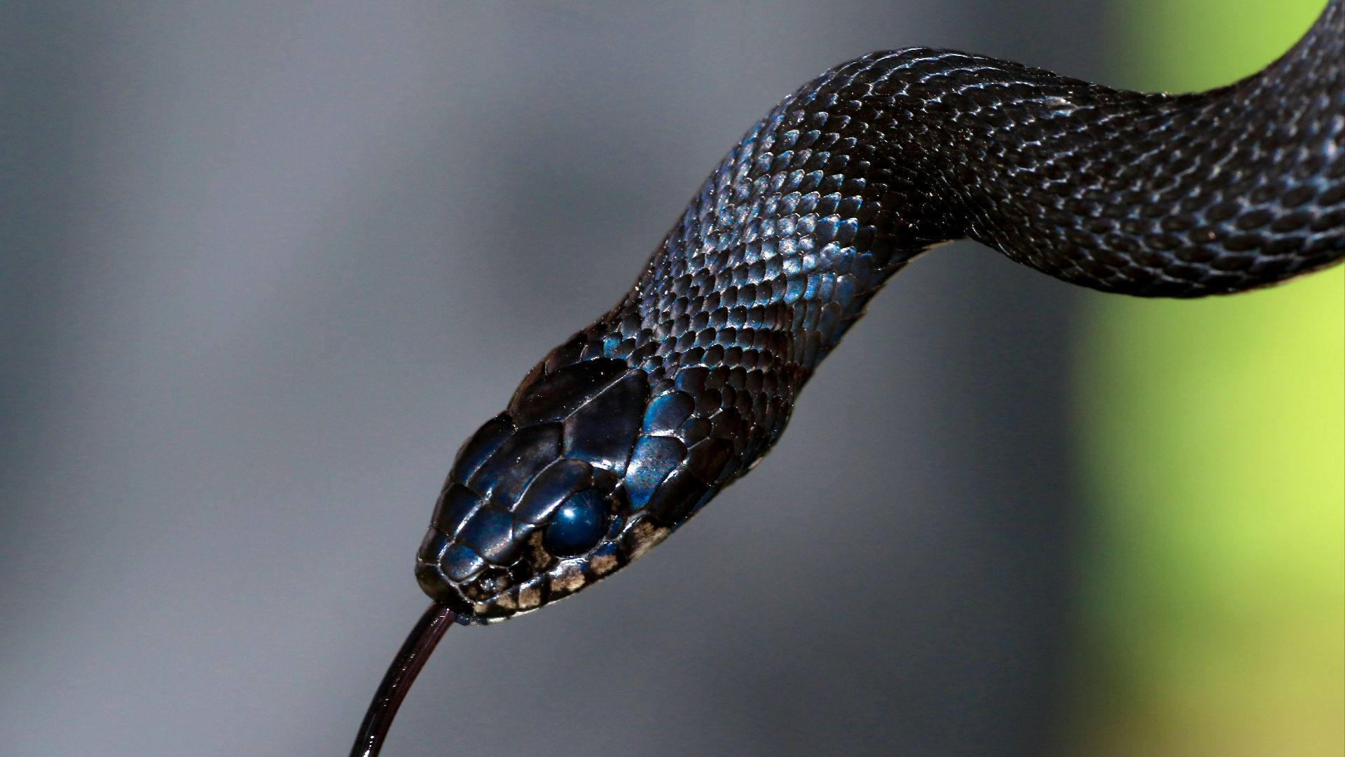 black and brown snake in close up photography