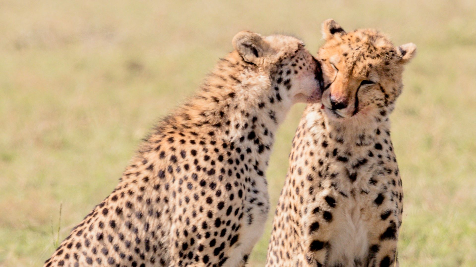2 cheetahs at field during daytime