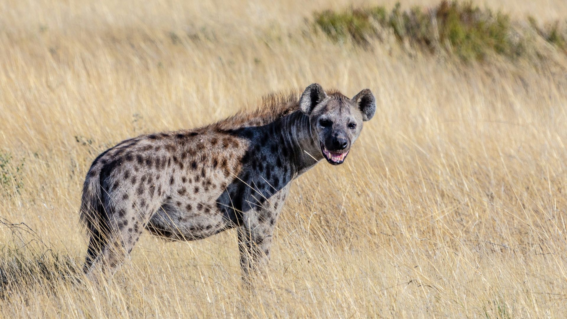 selective focus photography of hyena standing on brown grass during daytime