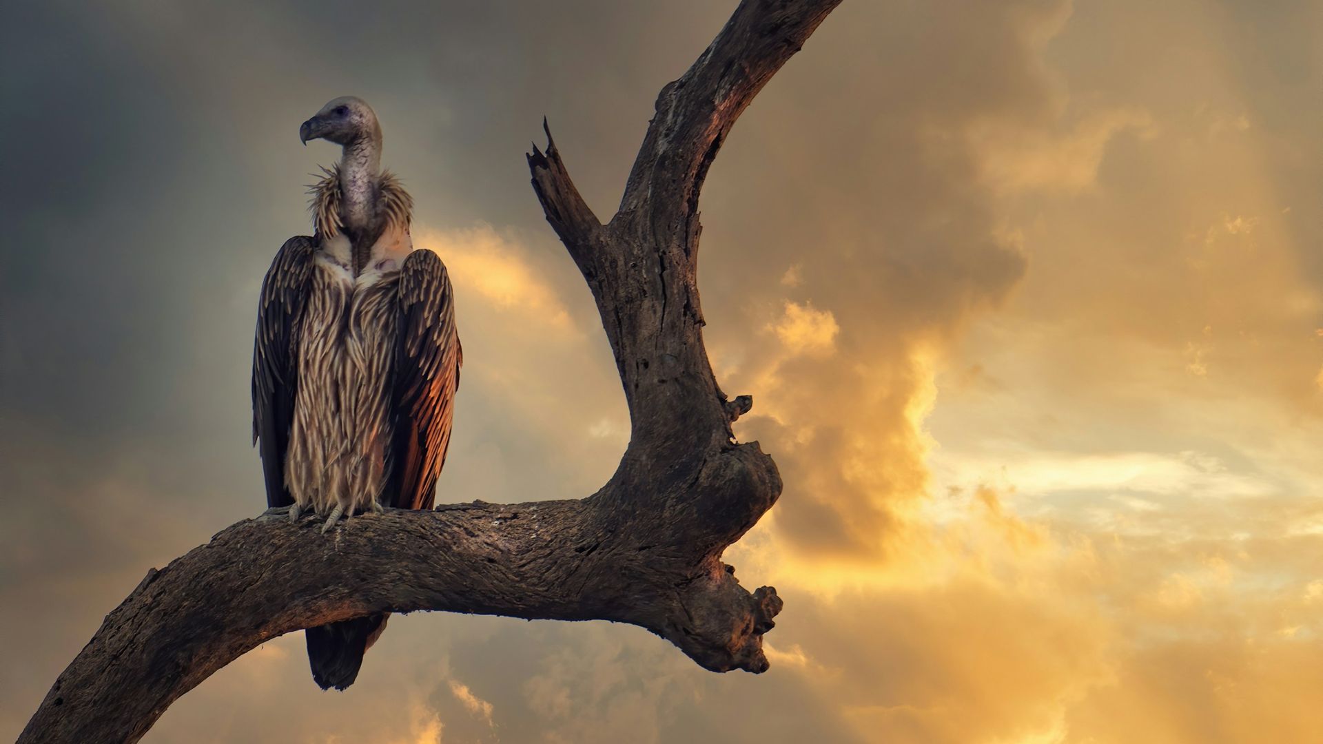 gray and white bird on brown tree branch during sunset