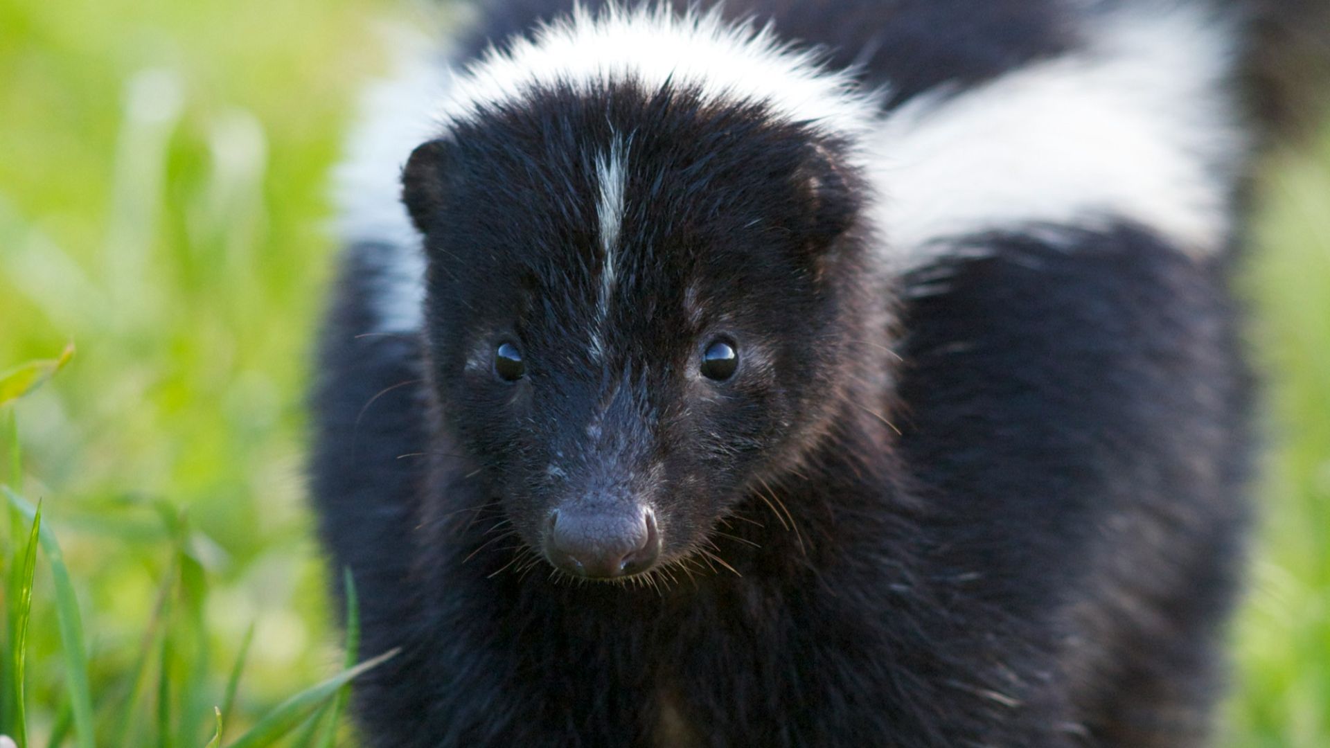 selective focus photography of skunk