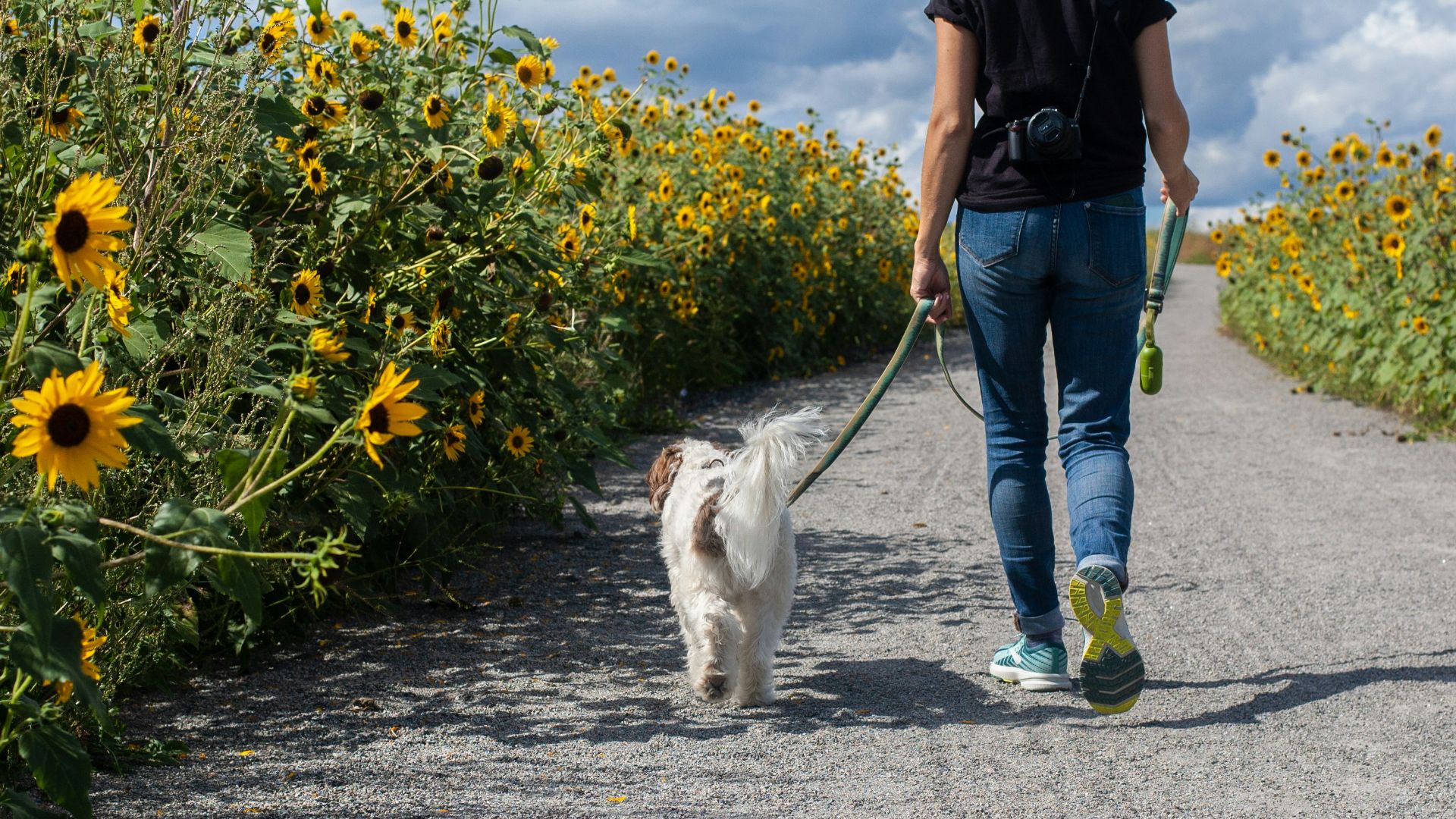 man in blue t-shirt and blue denim jeans walking with white dog on road during