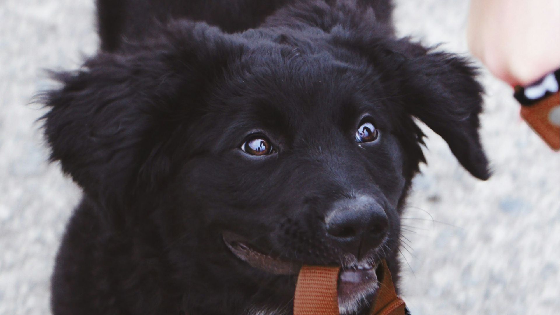 dog biting brown leash